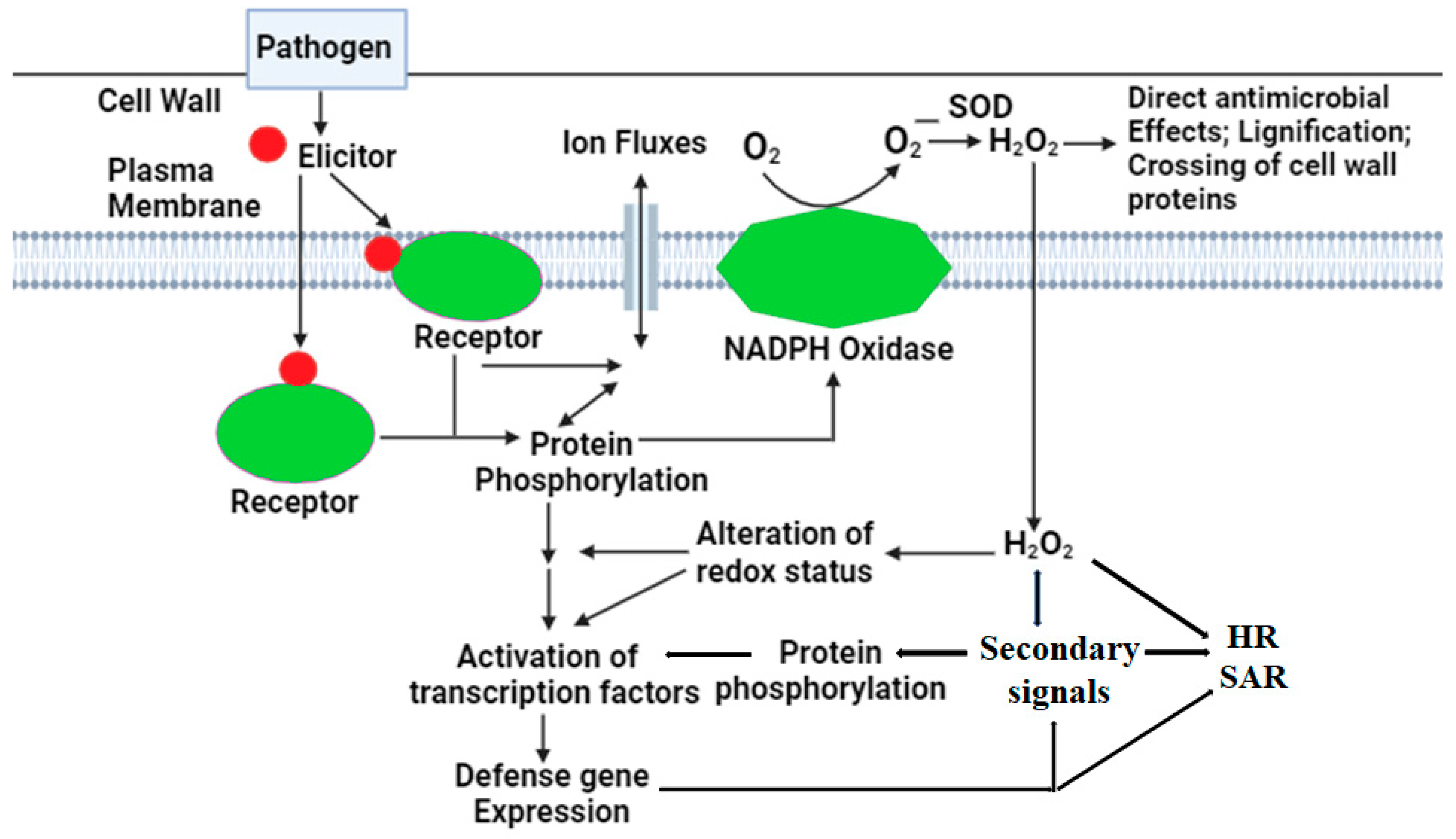Agronomy 15 00906 g005