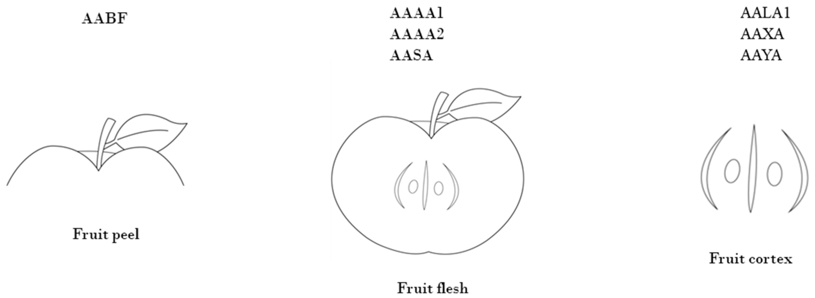 Agronomy 15 00908 g001