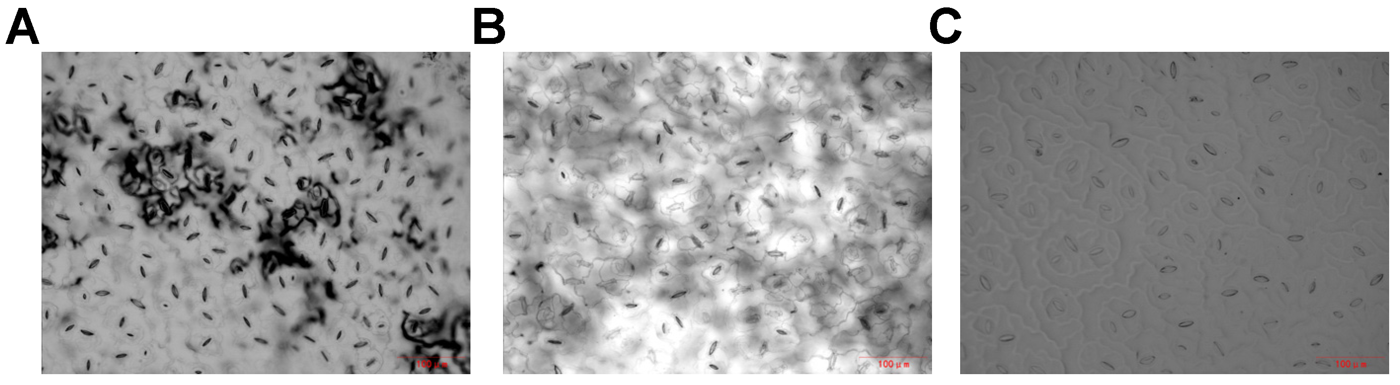 Agronomy 15 00914 g001