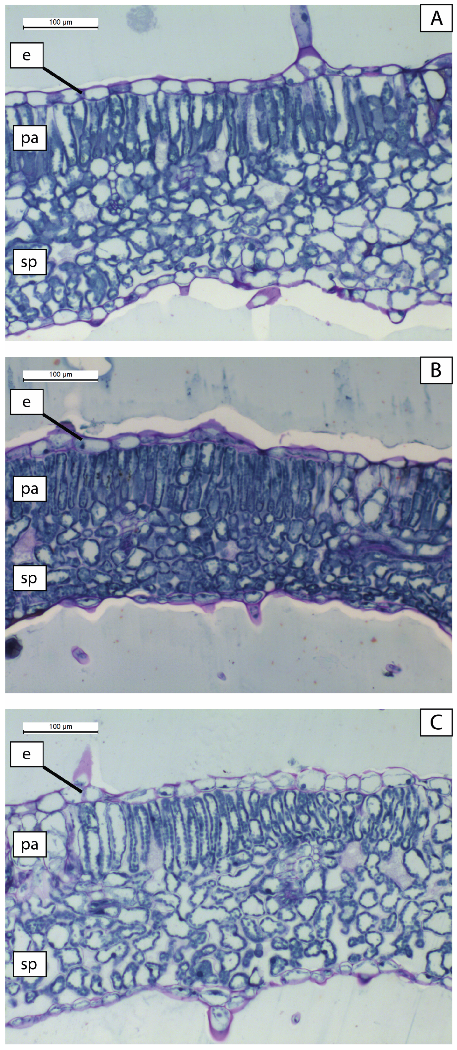 Agronomy 15 00915 g002 Agronomy 15 00915 g002