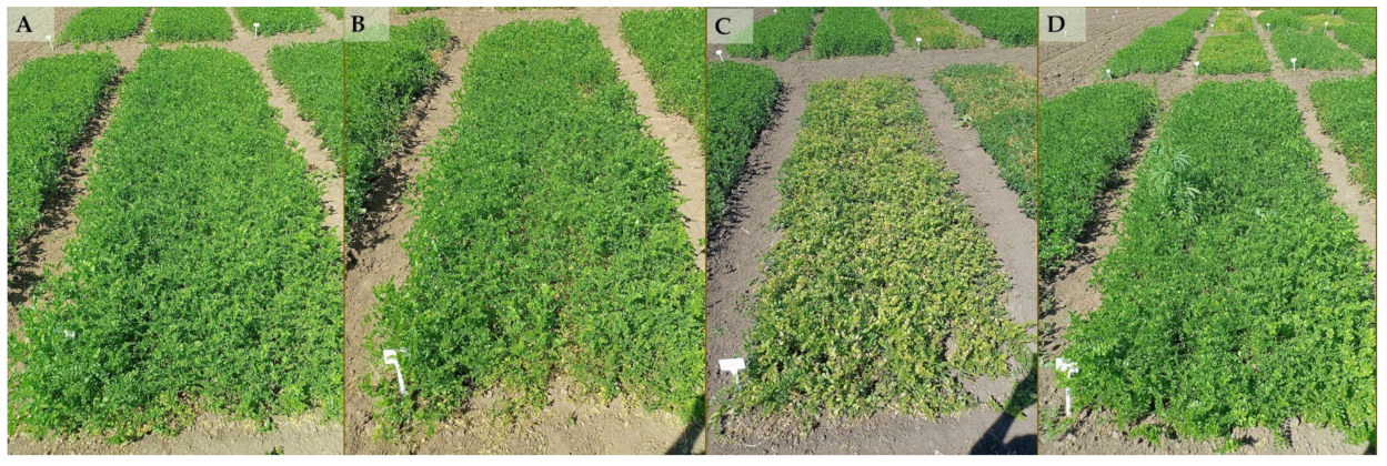 Agronomy 15 00916 g009