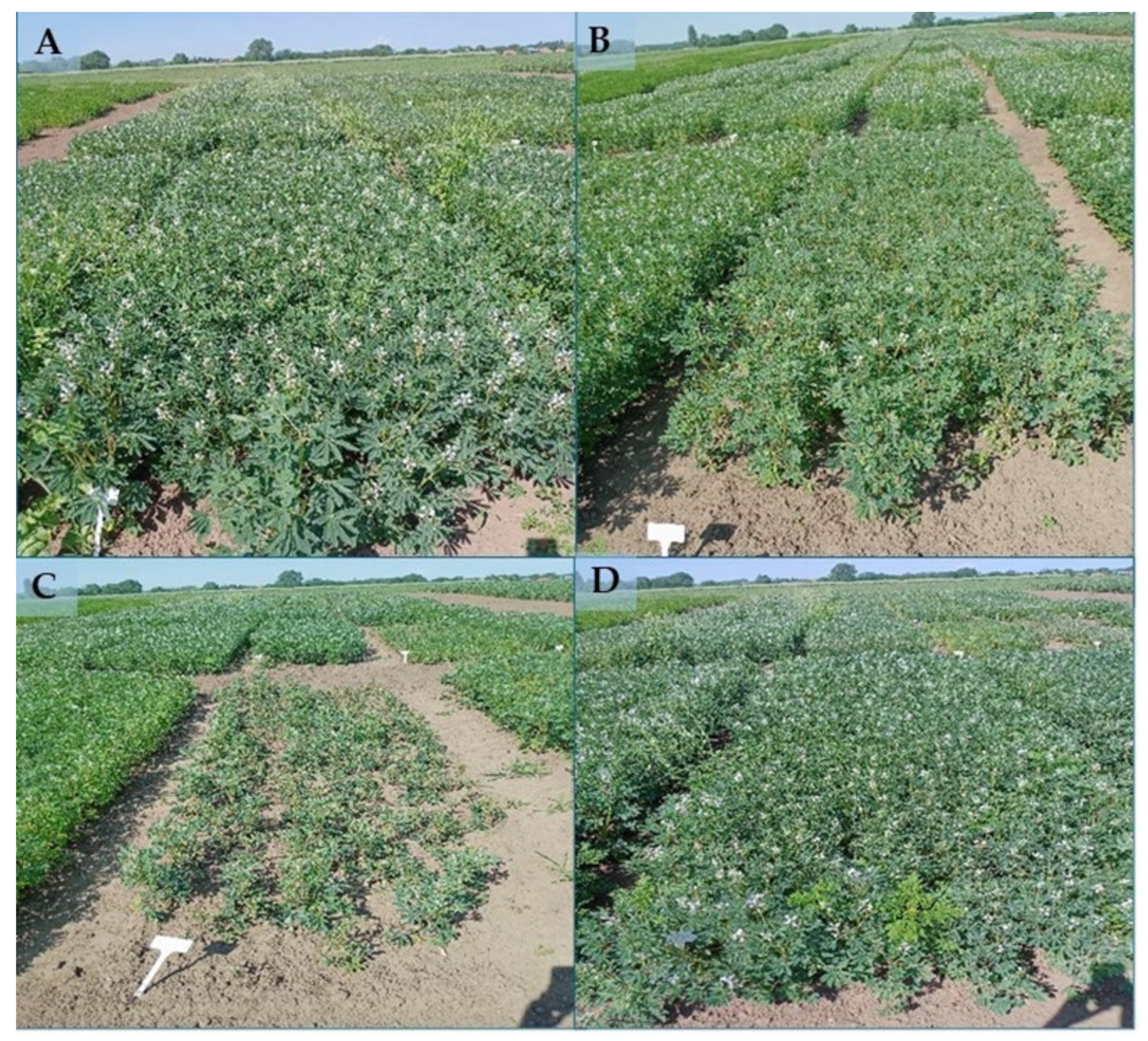 Agronomy 15 00916 g012