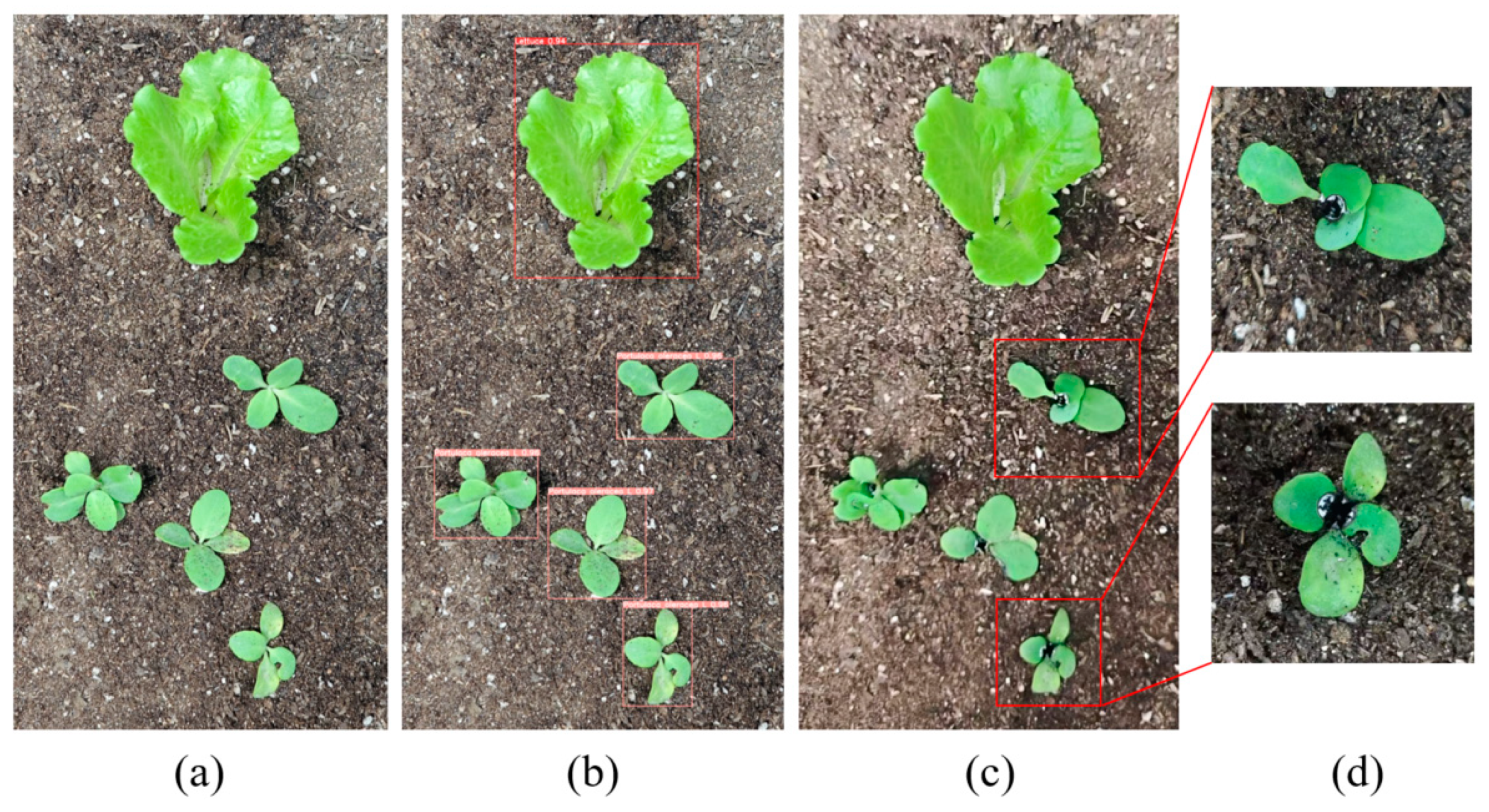 Agronomy 15 00925 g012