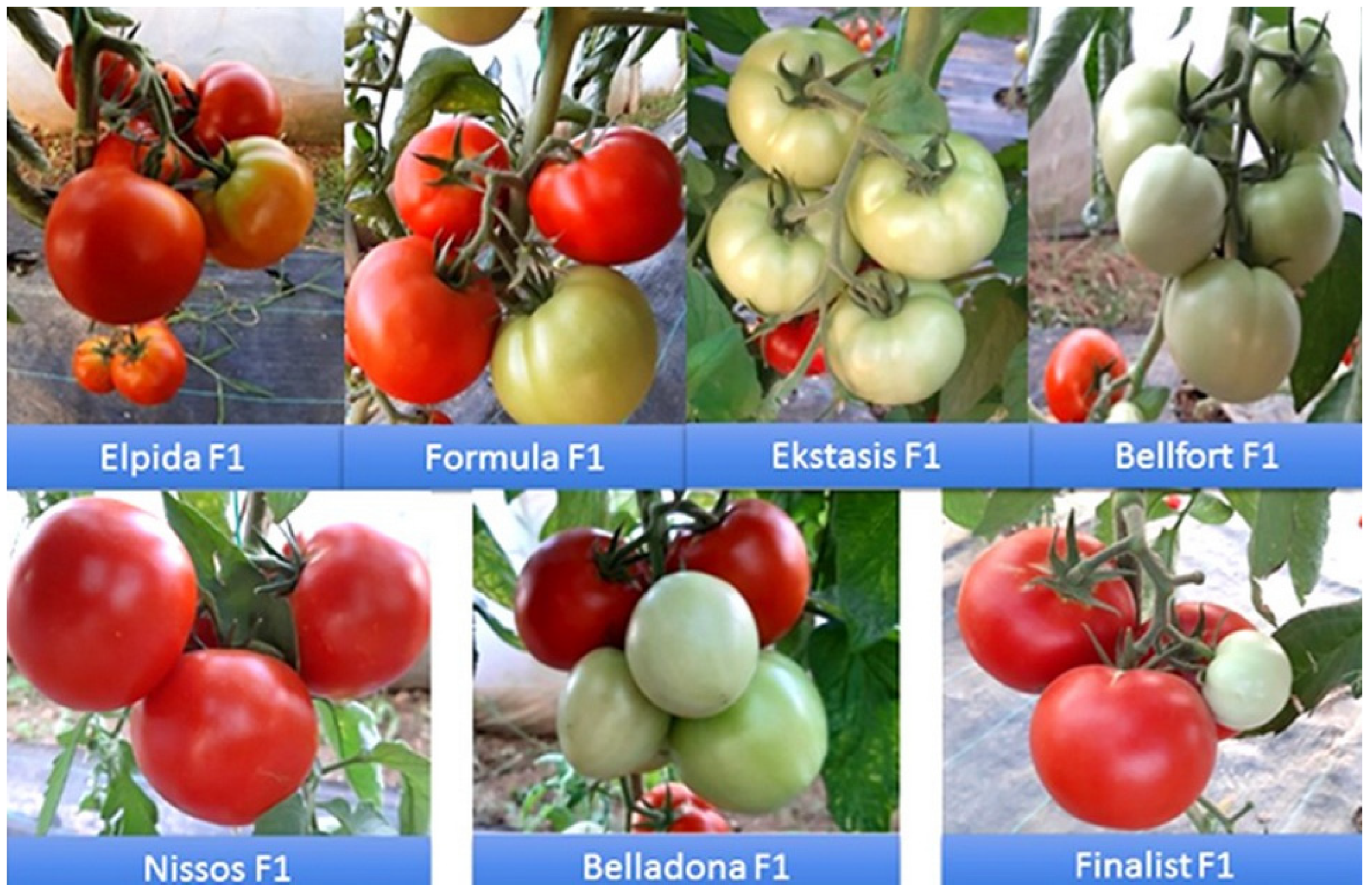 Agronomy 15 00929 g001