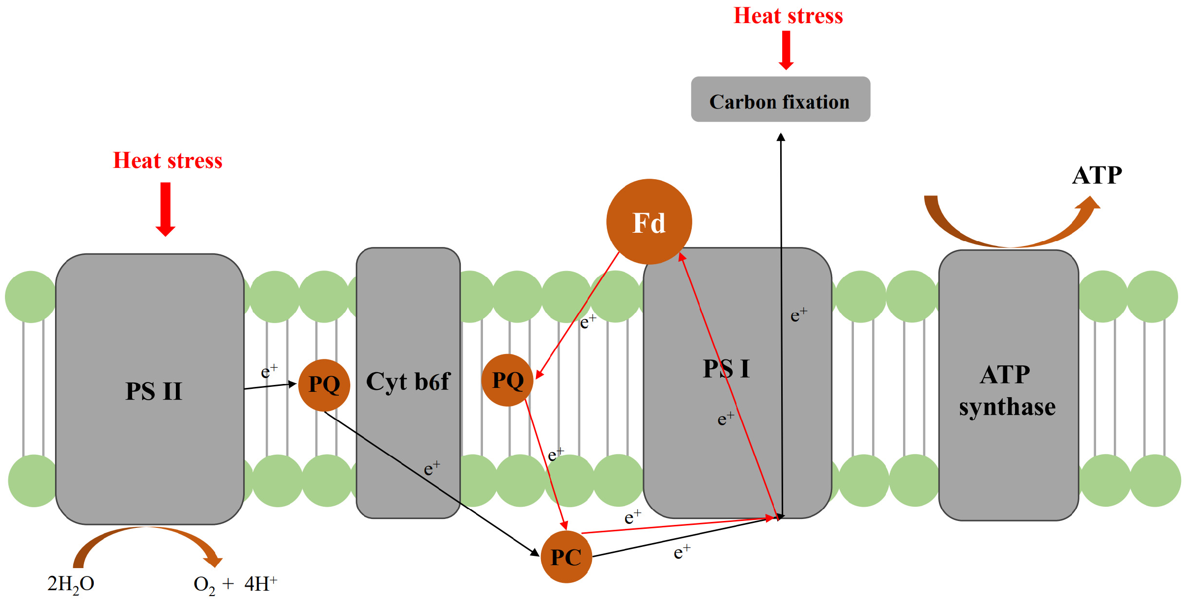 Agronomy 15 00948 g012