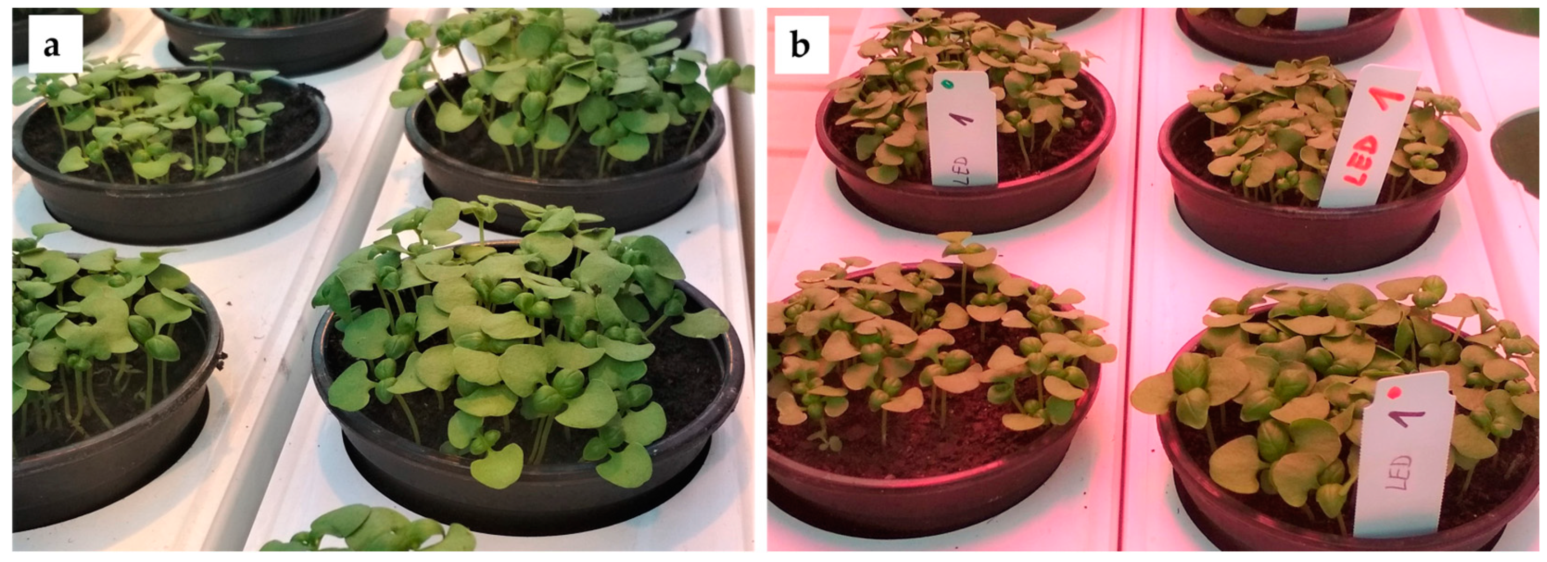 Agronomy 15 00966 g001