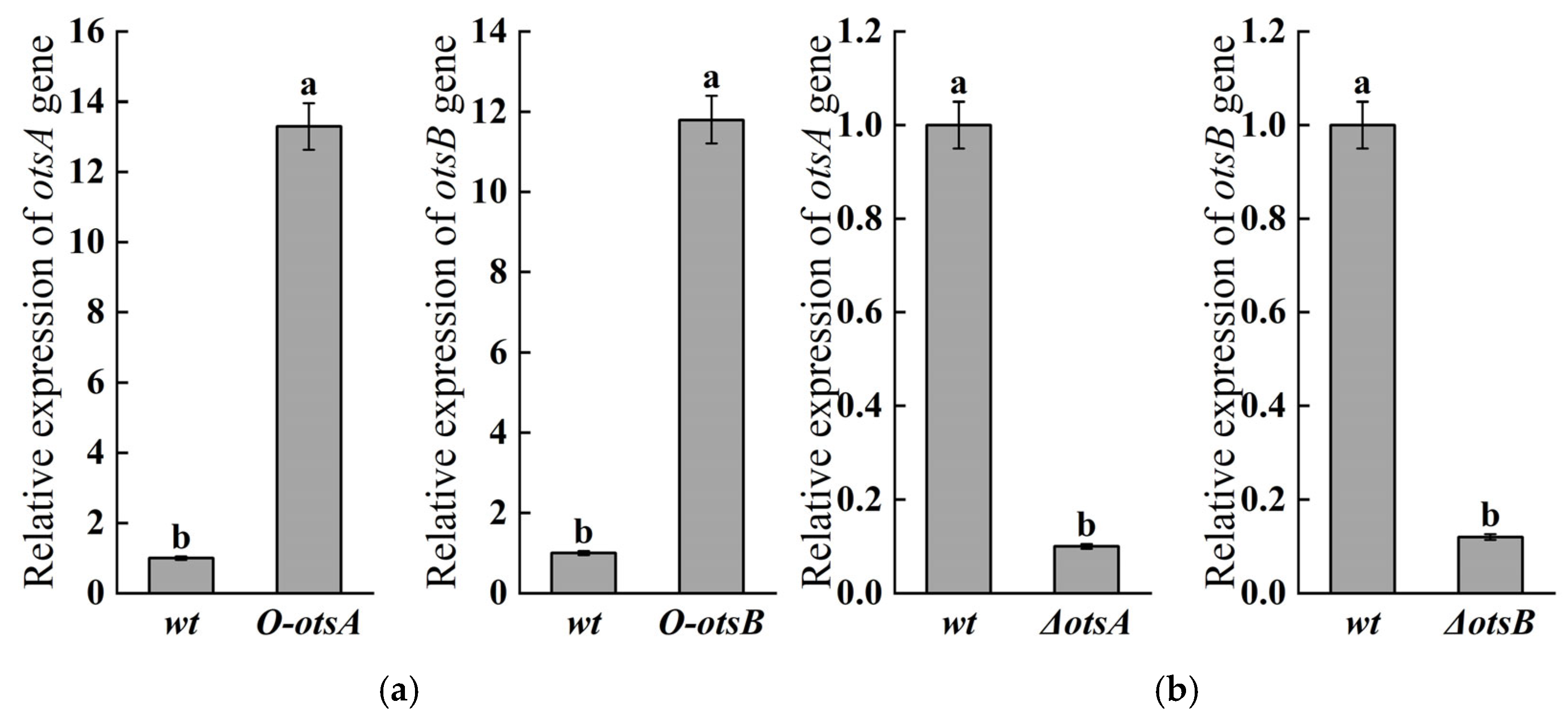 Engineered Rhizobia with Trehalose-Producing Genes Enhance