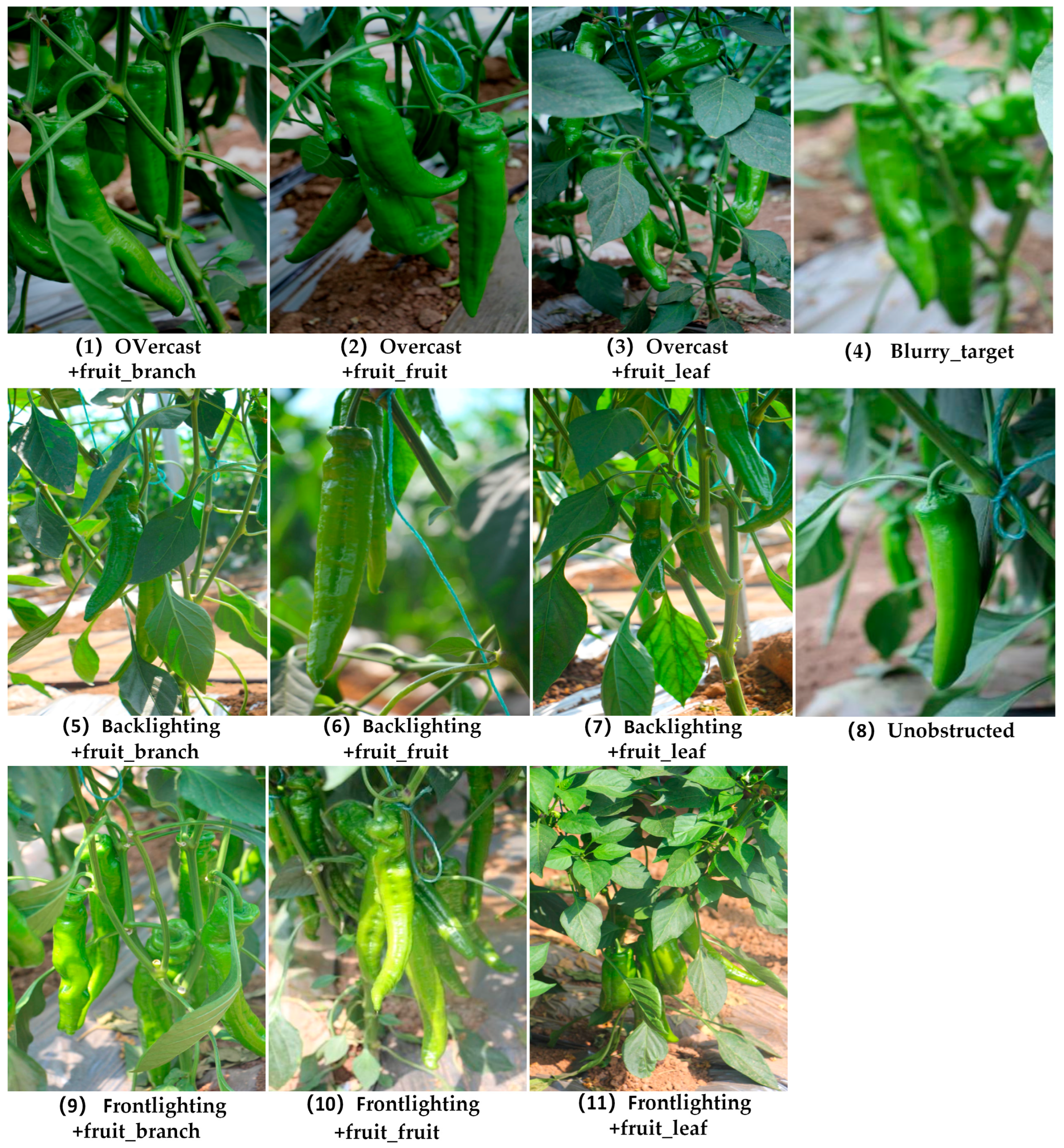 Agronomy 15 00981 g001