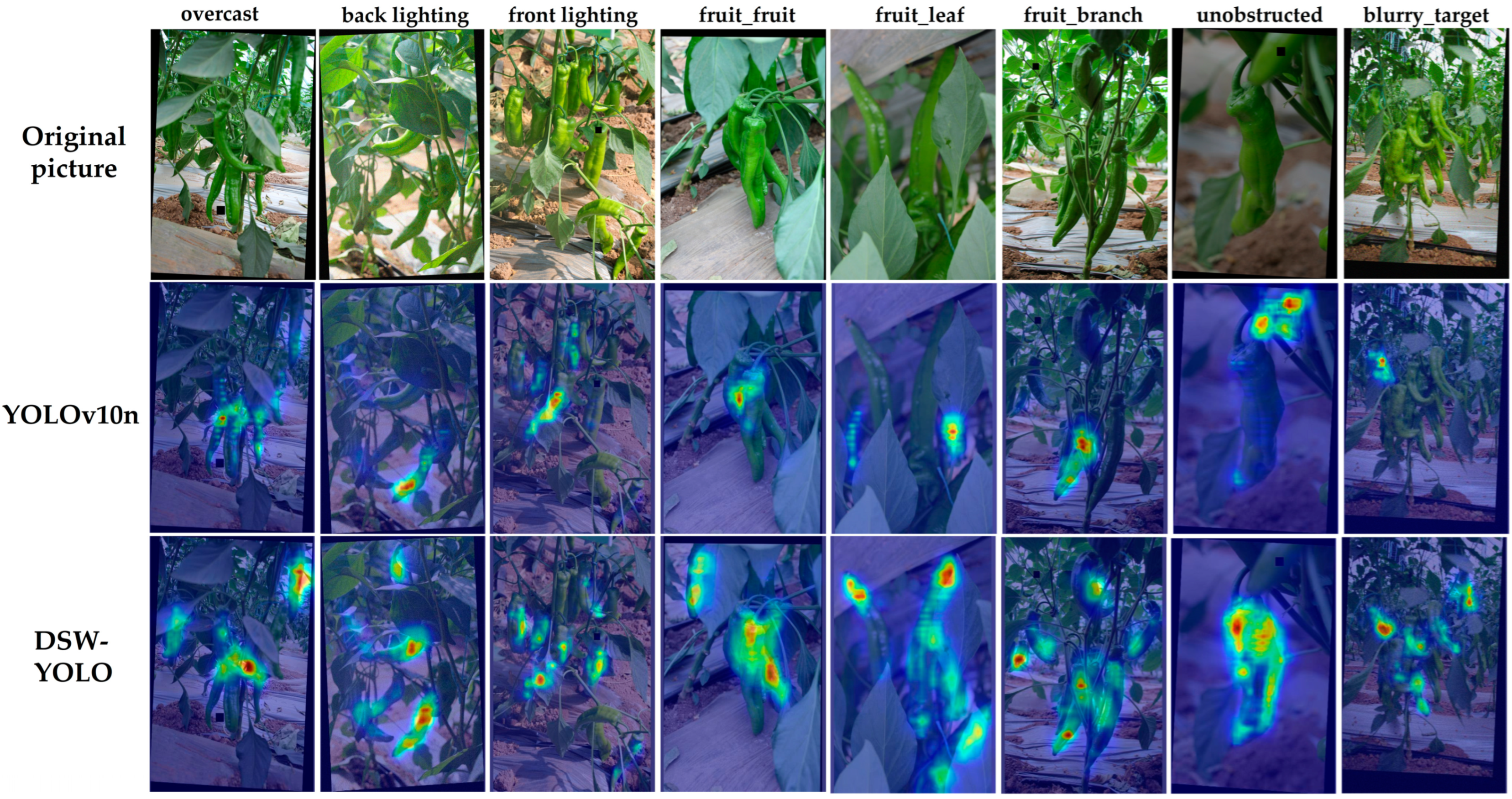 Agronomy 15 00981 g012