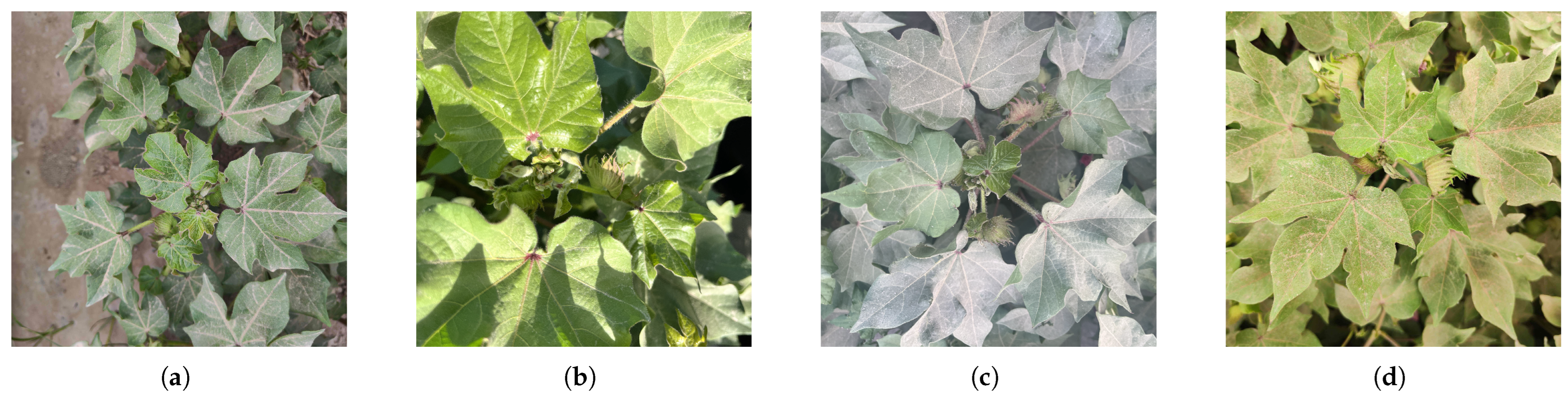 Agronomy 15 00996 g001