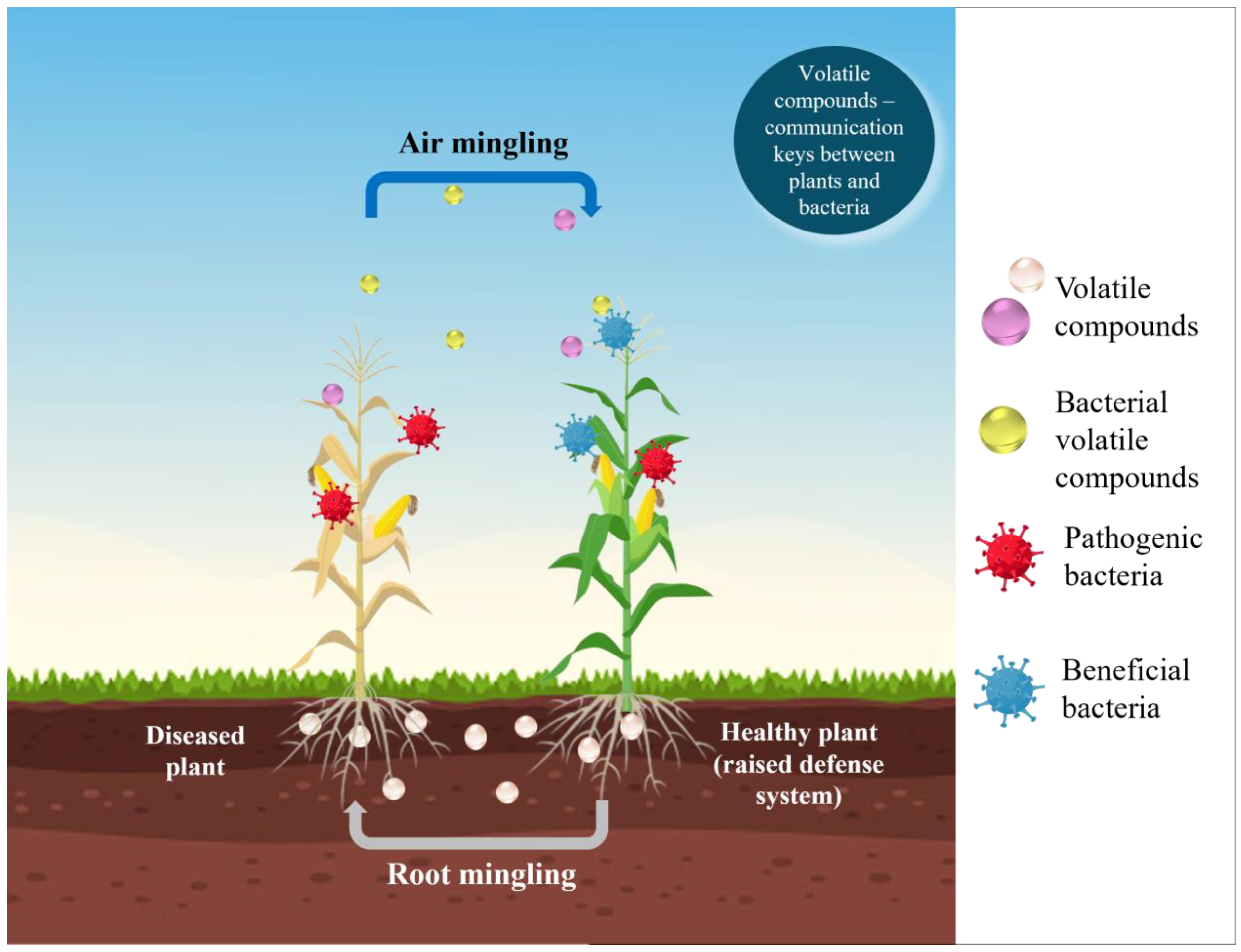 Agronomy 15 01003 g002