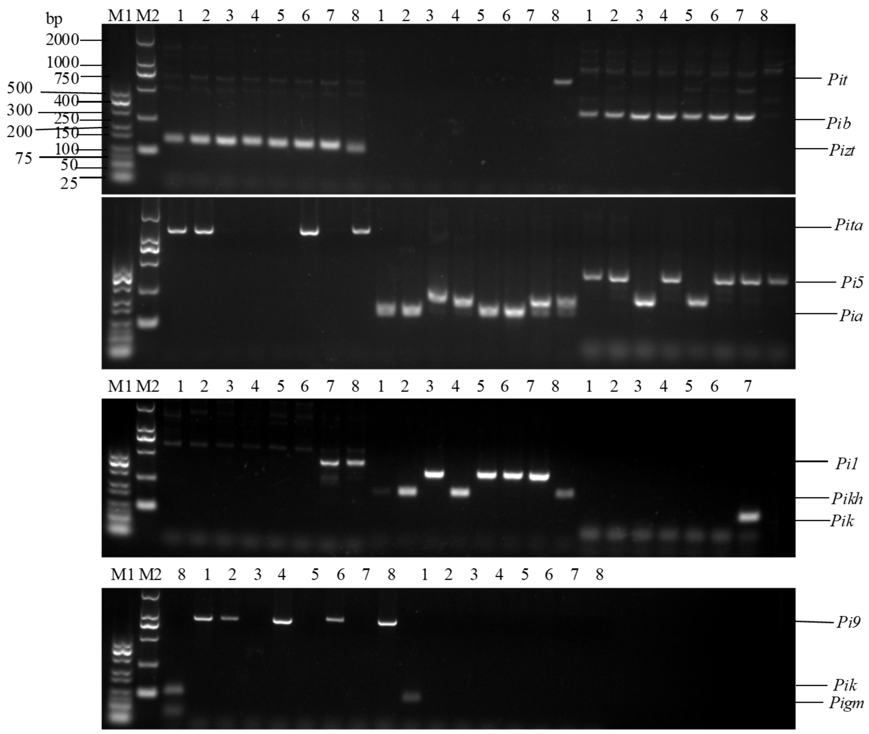 Agronomy 15 01008 g002