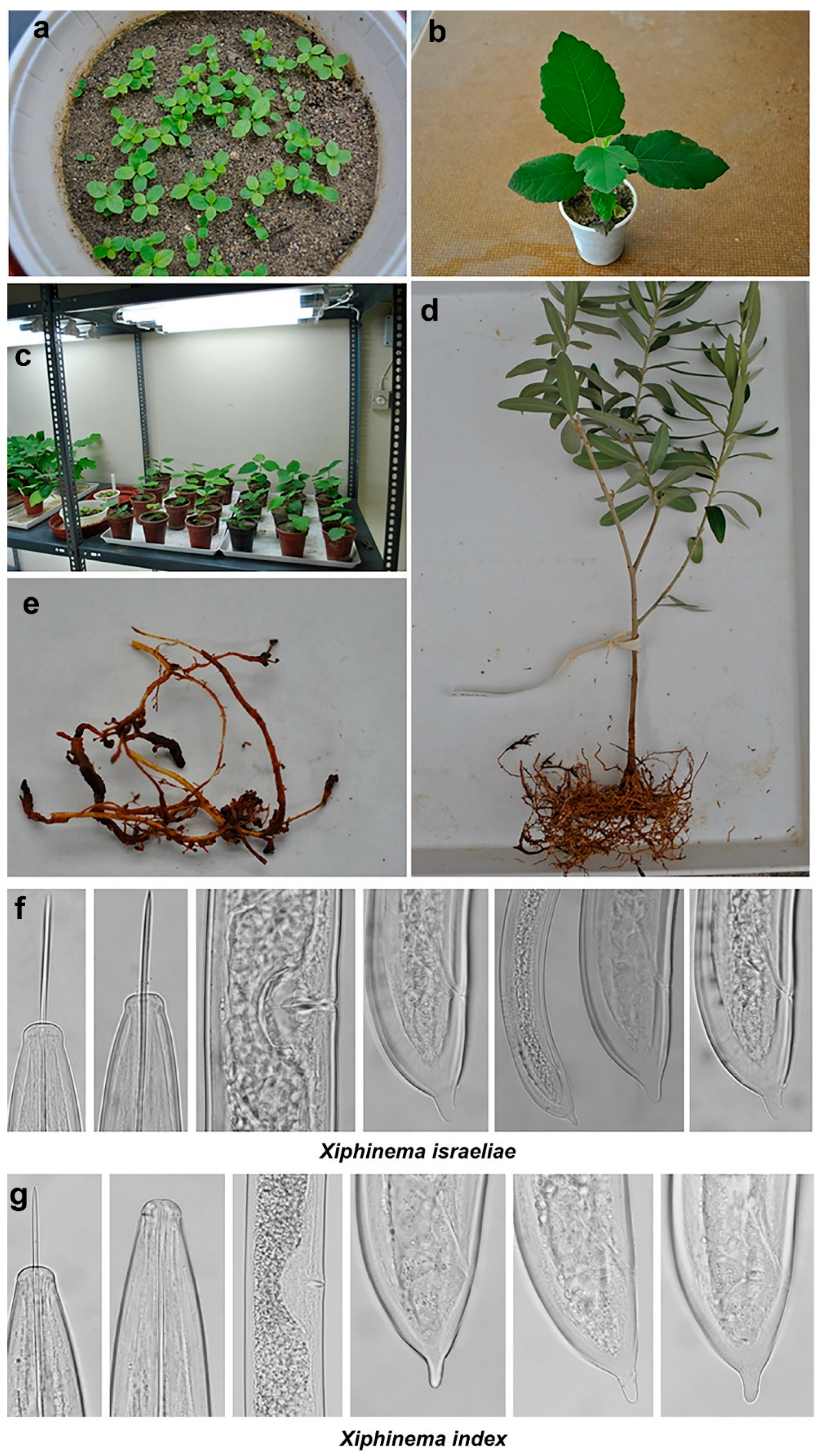 Agronomy 15 01013 g001