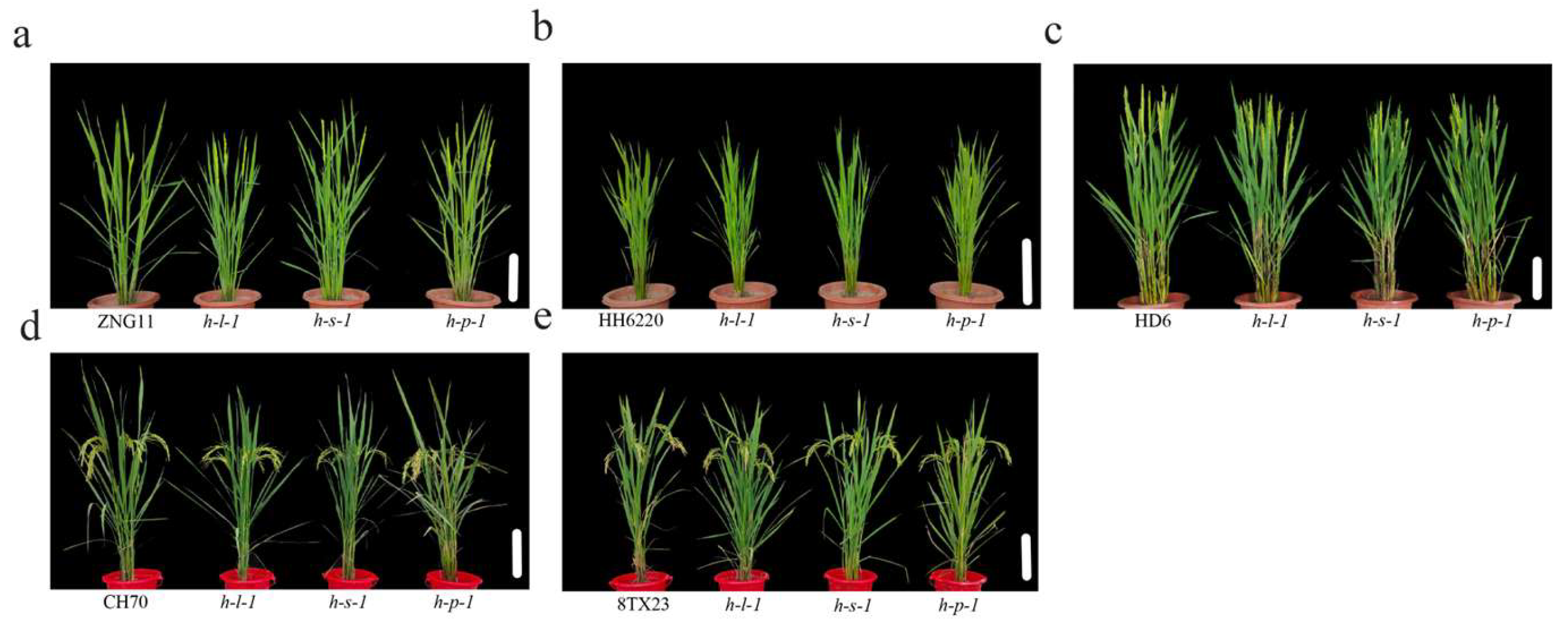 Agronomy 15 01014 g006