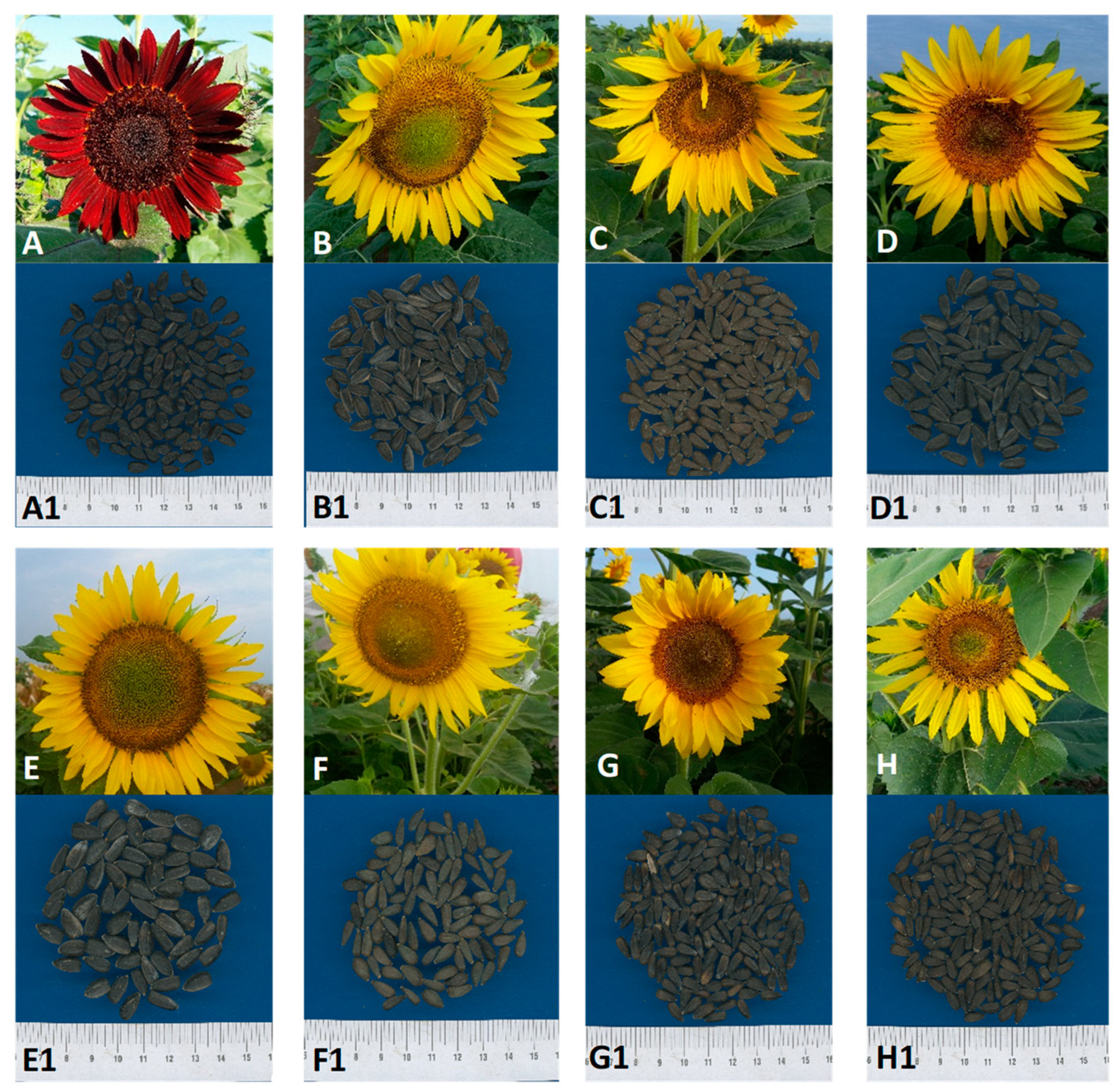 Agronomy 15 01035 g001