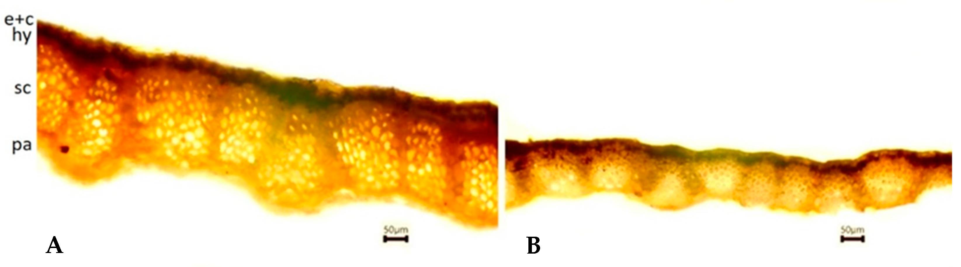 Agronomy 15 01035 g002