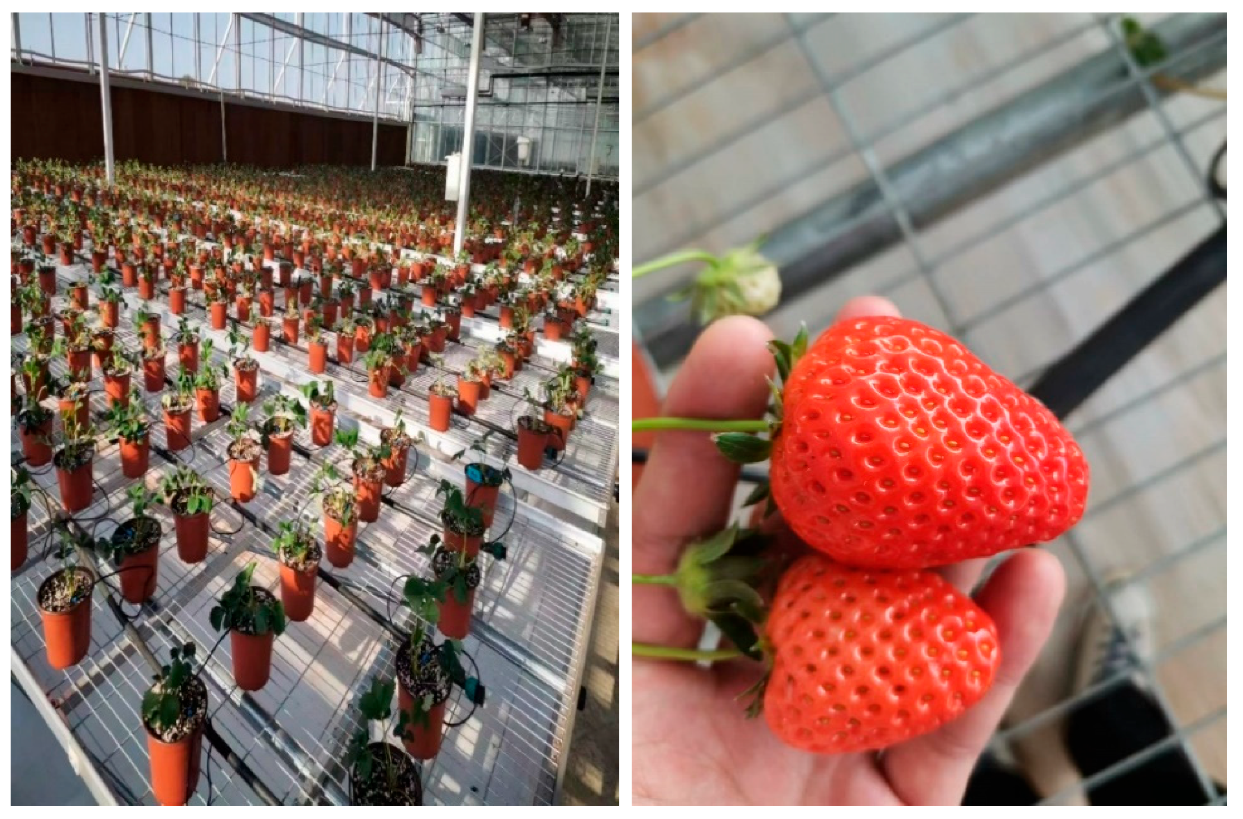 Agronomy 15 01036 g001