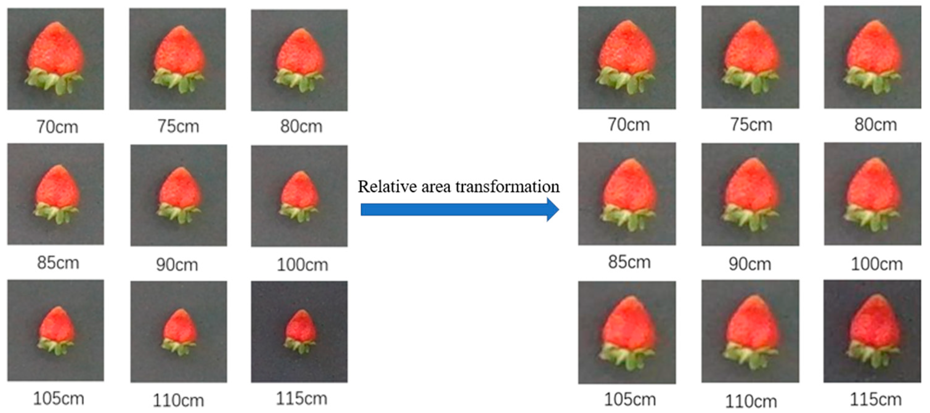 Agronomy 15 01036 g005