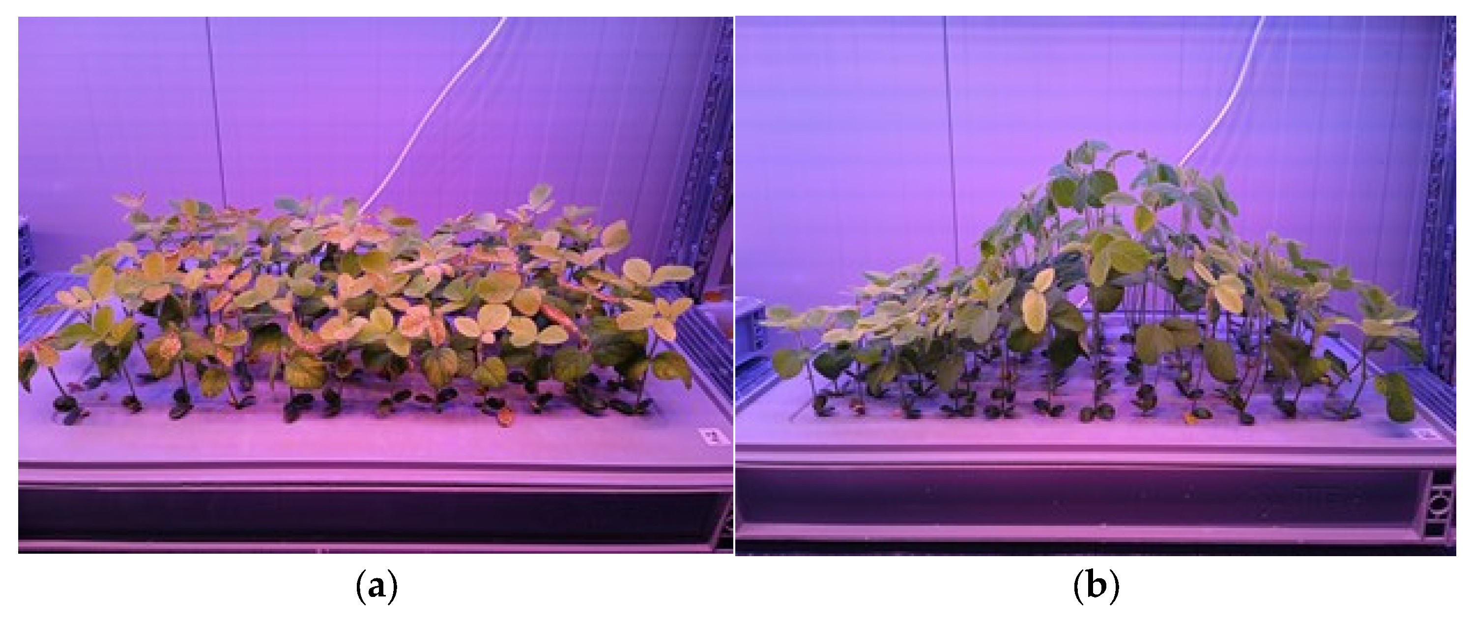 Agronomy 15 01037 g003