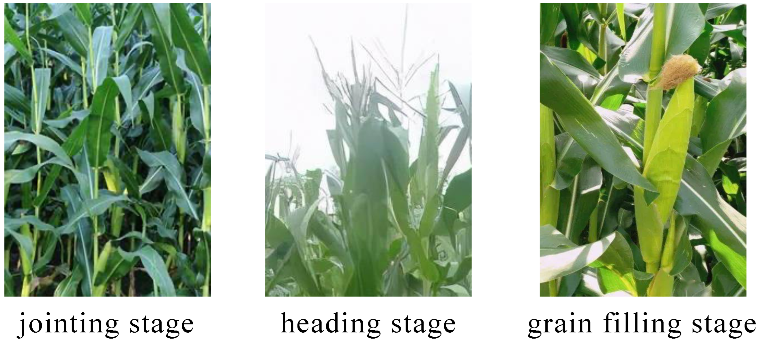 Agronomy 15 01041 g002