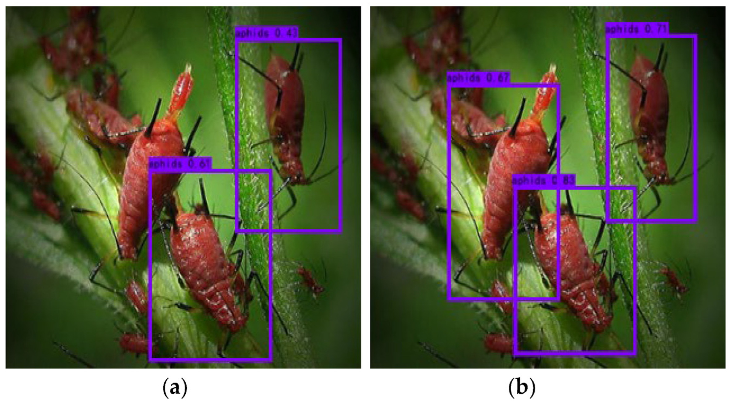 Agronomy 15 01079 g008