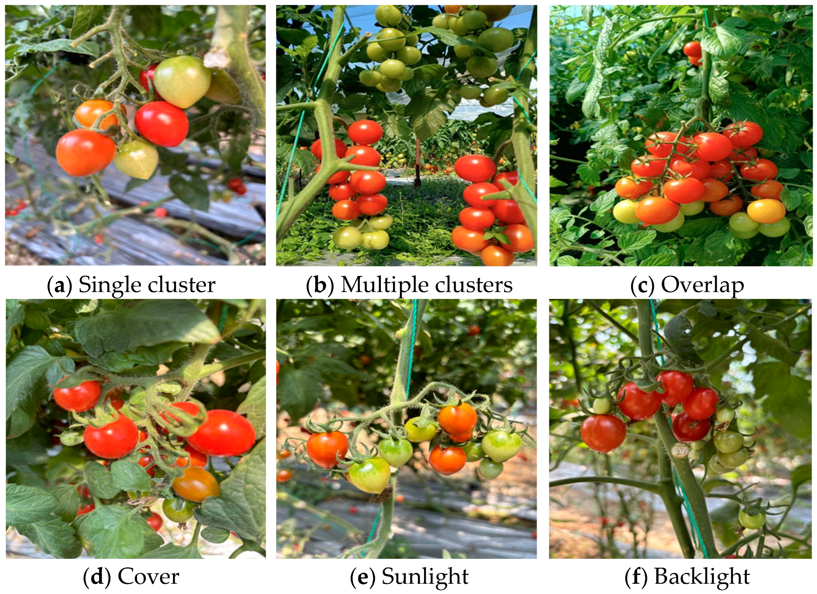 Agronomy 15 01088 g001