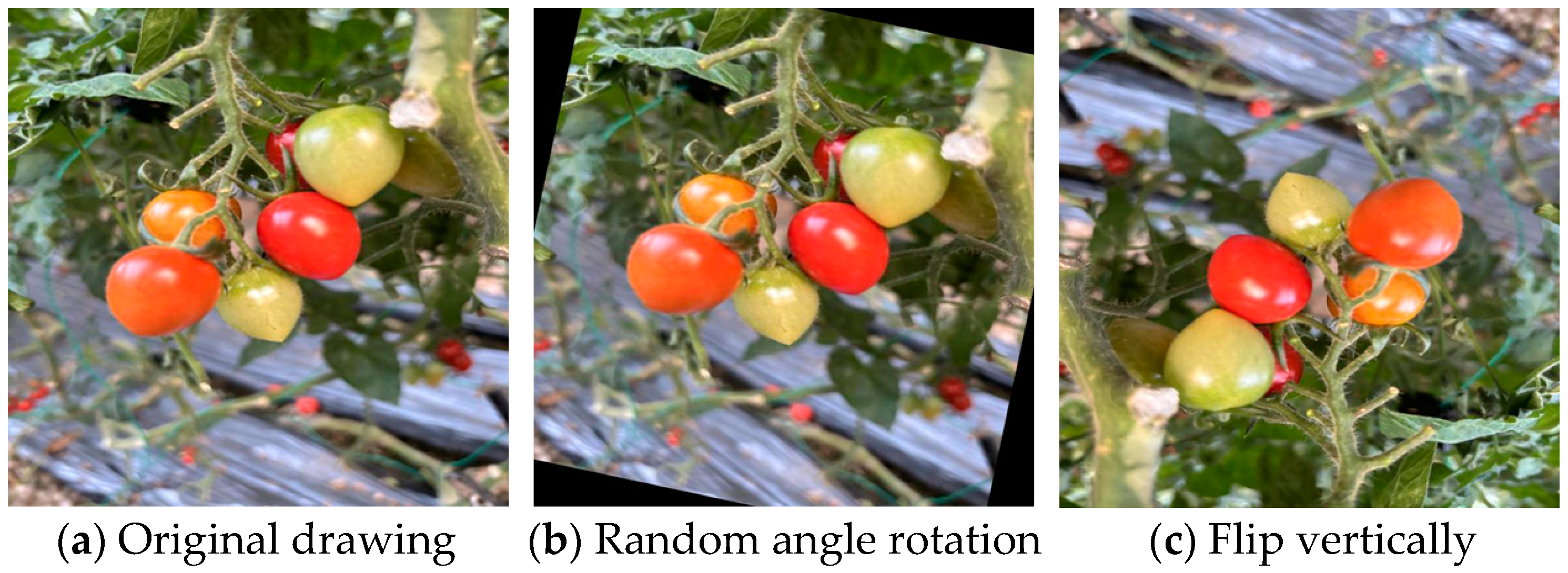 Agronomy 15 01088 g002a