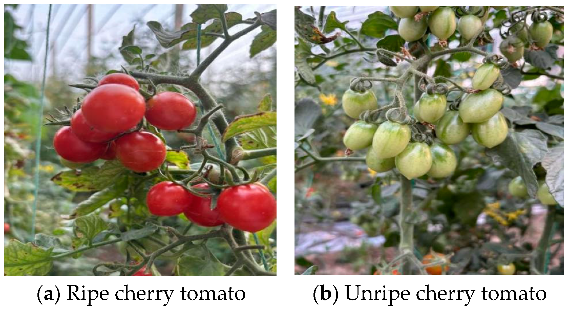 Agronomy 15 01088 g003