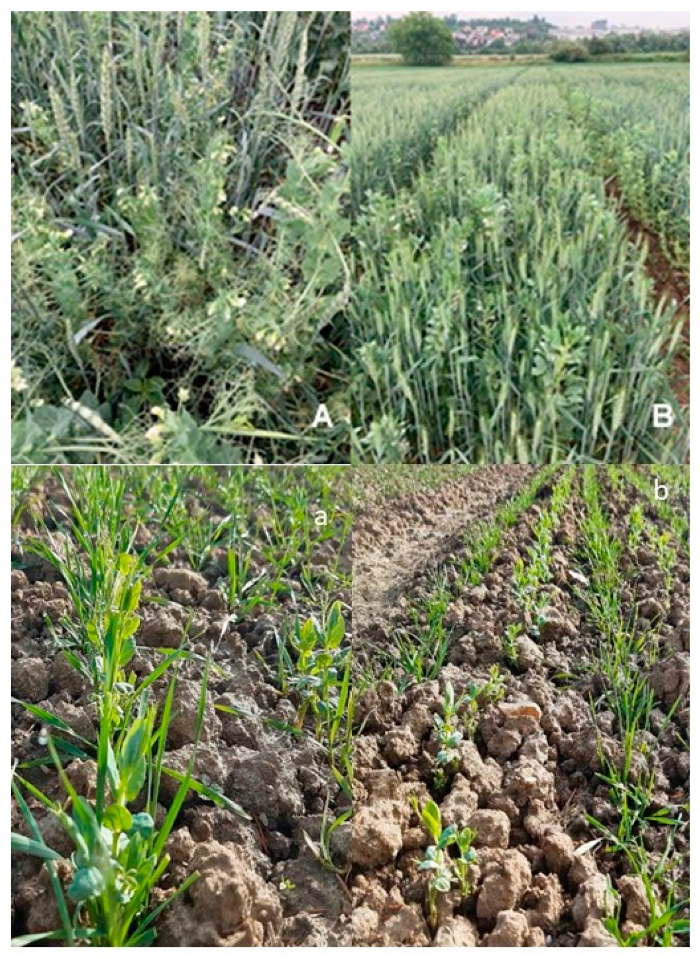 Agronomy 15 01096 g002