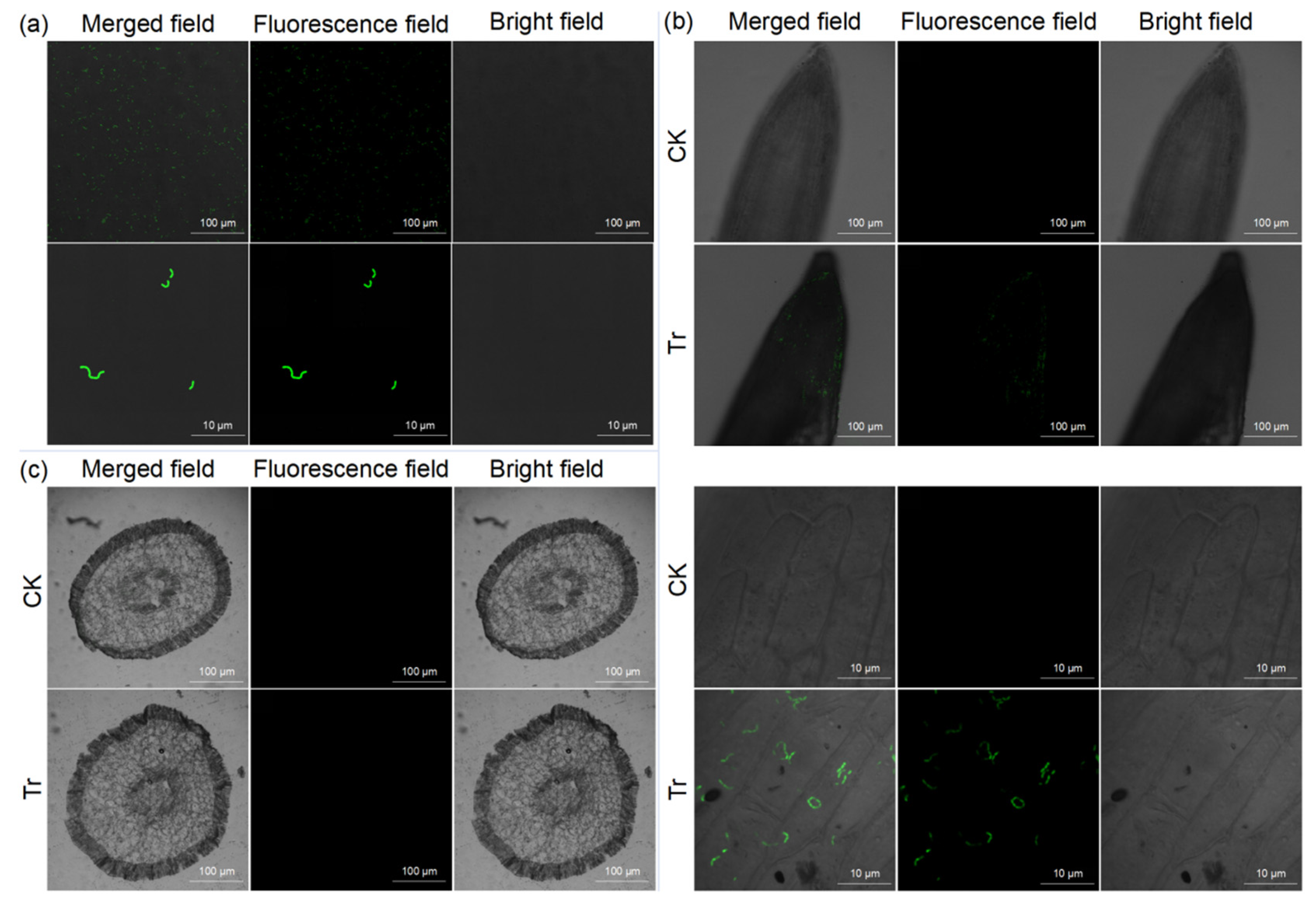 Promoted Growth of Sweet Potato Root by Bacillus