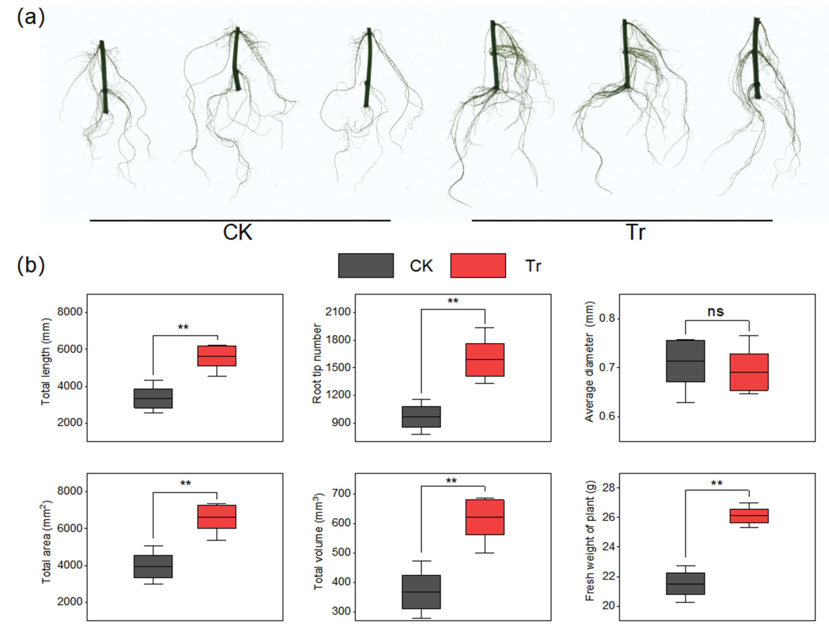 Agronomy 15 01098 g004