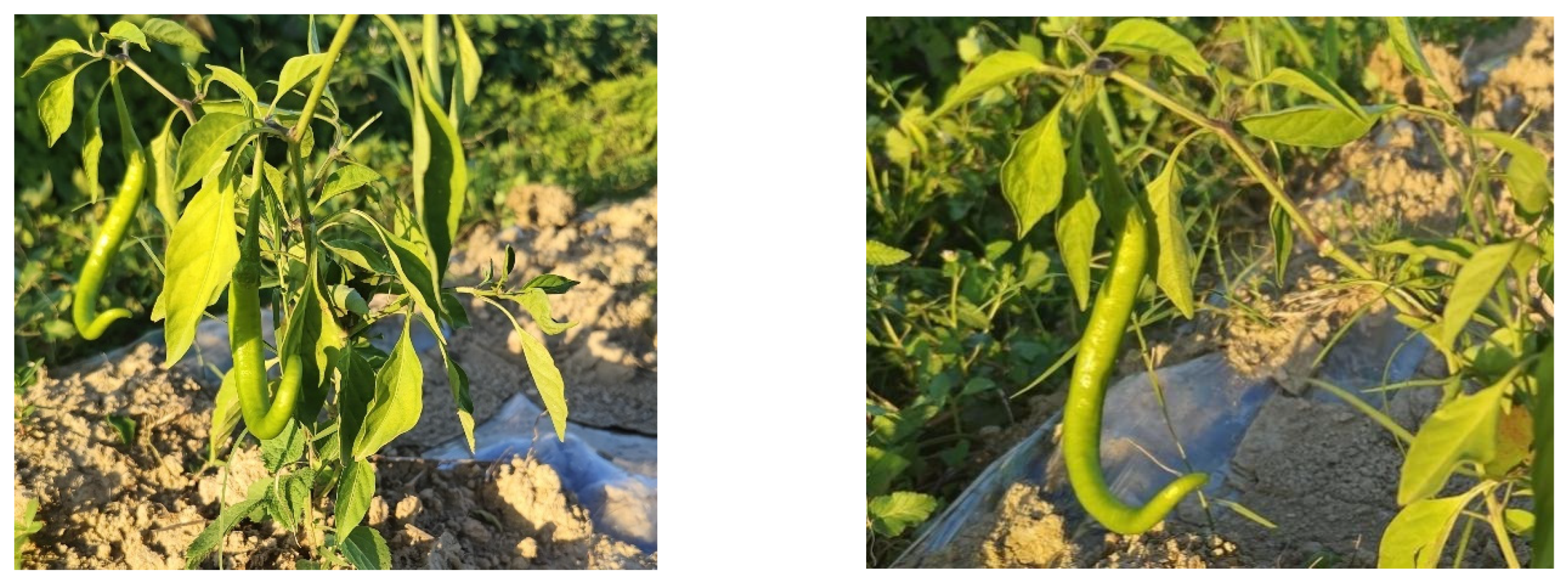 Agronomy 15 01118 g007