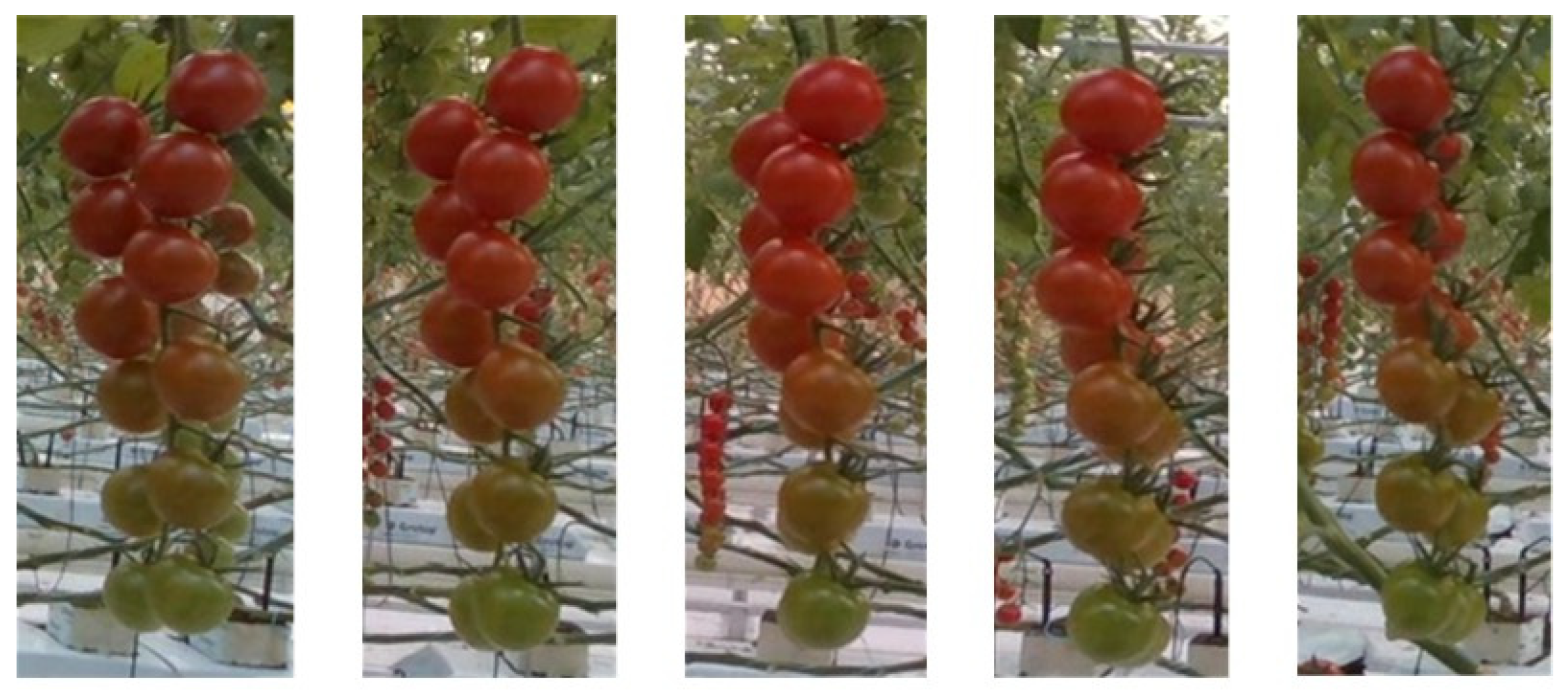 Agronomy 15 01135 g007