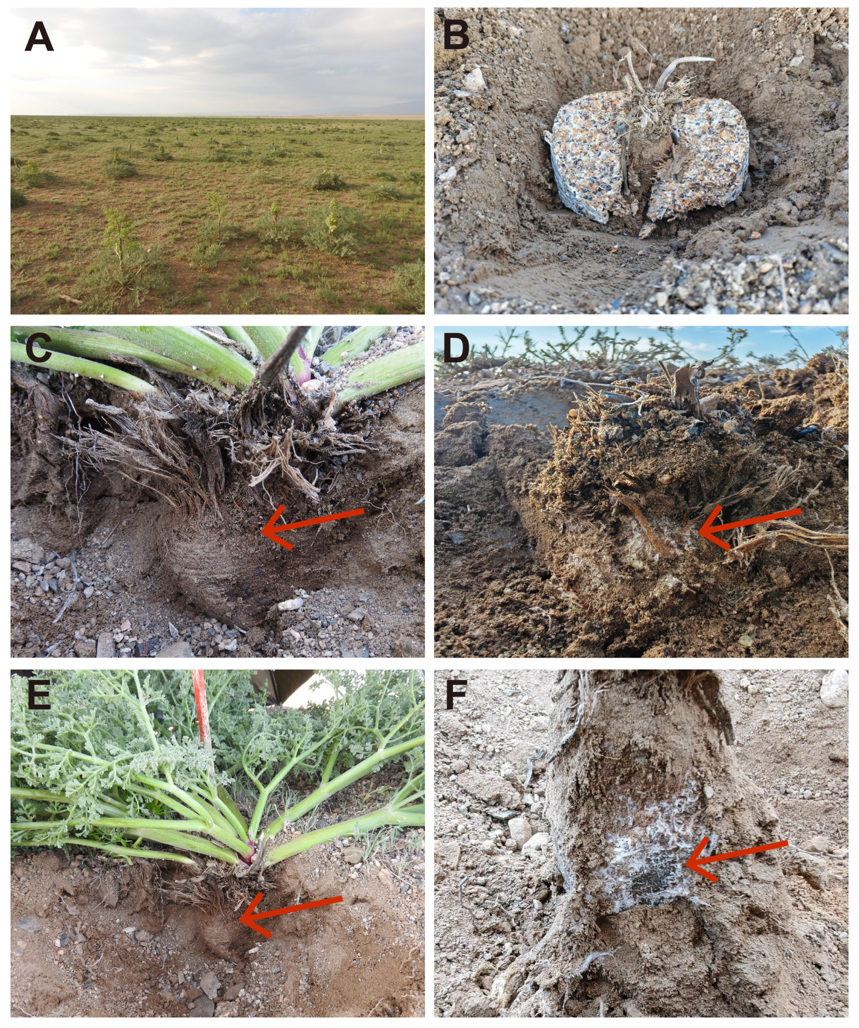 Agronomy 15 01136 g001