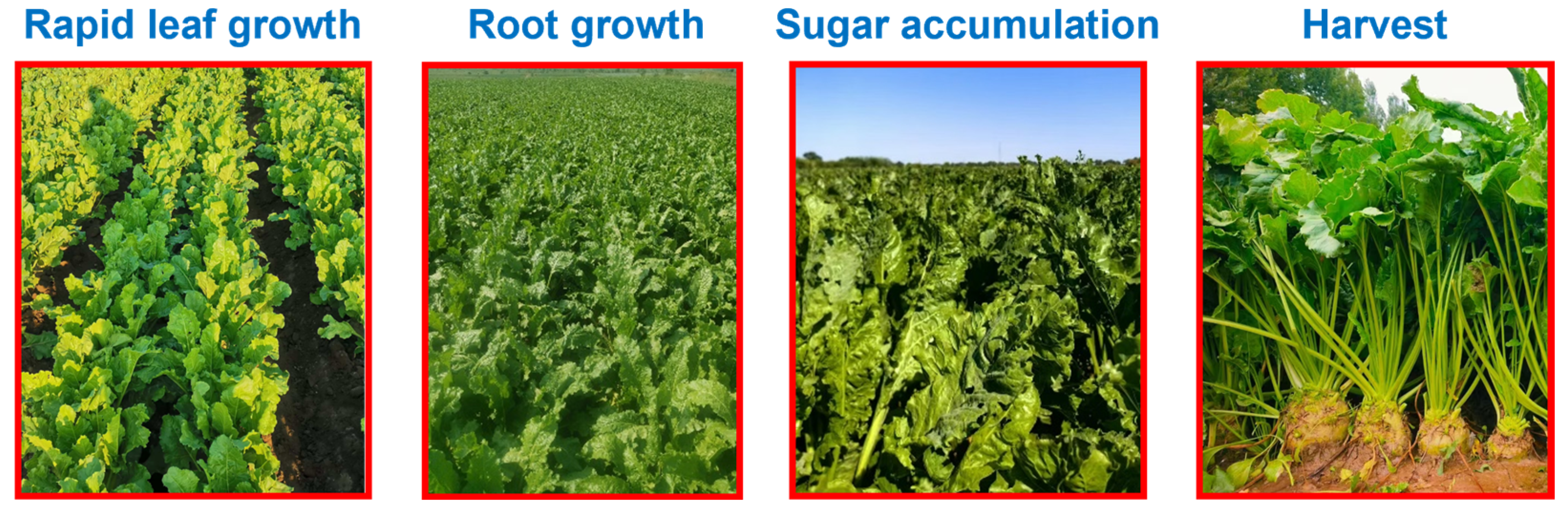 Agronomy 15 01142 g002