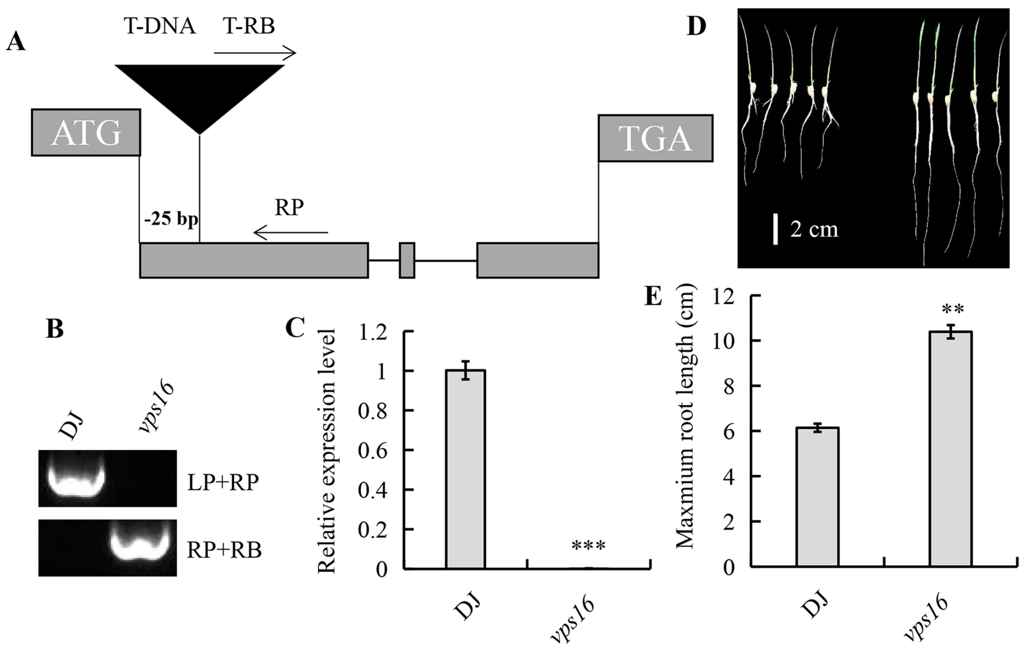 Agronomy 15 01146 g002