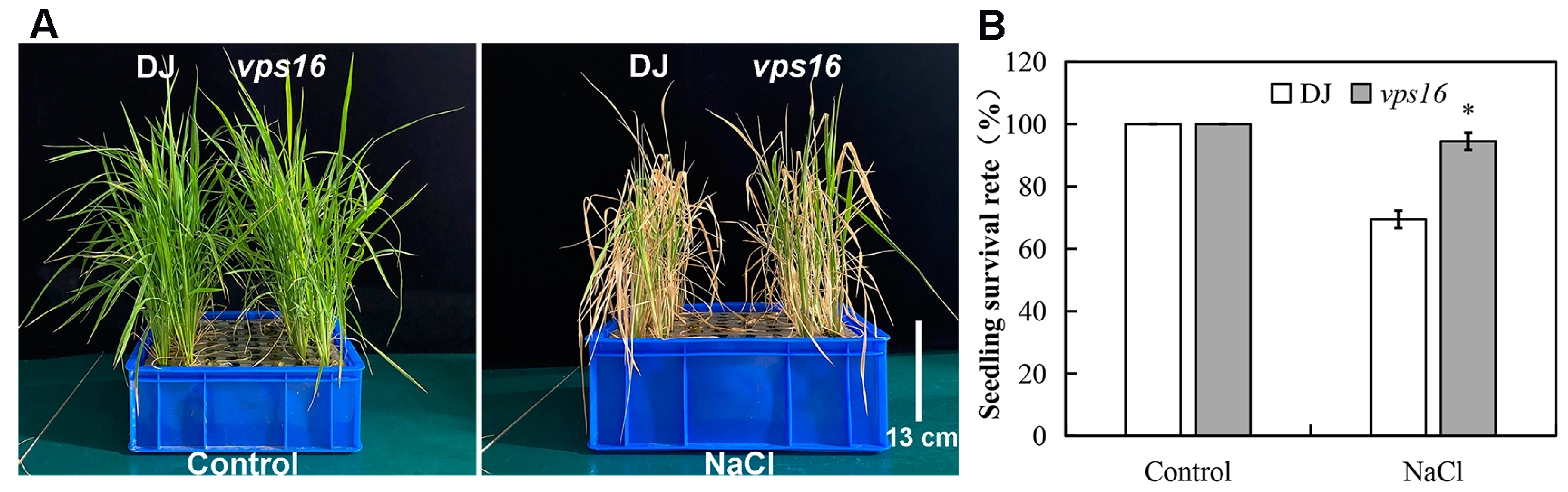 Agronomy 15 01146 g003