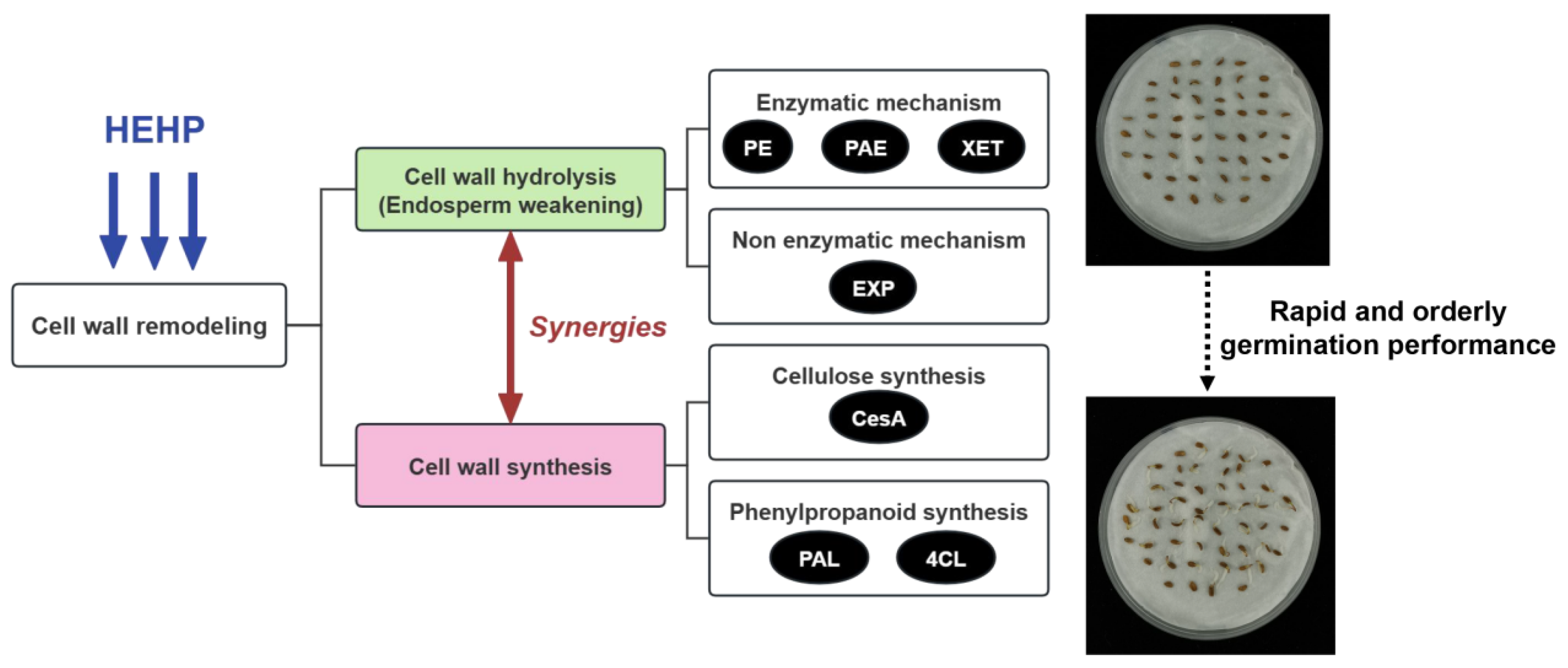 Agronomy 15 01147 g007