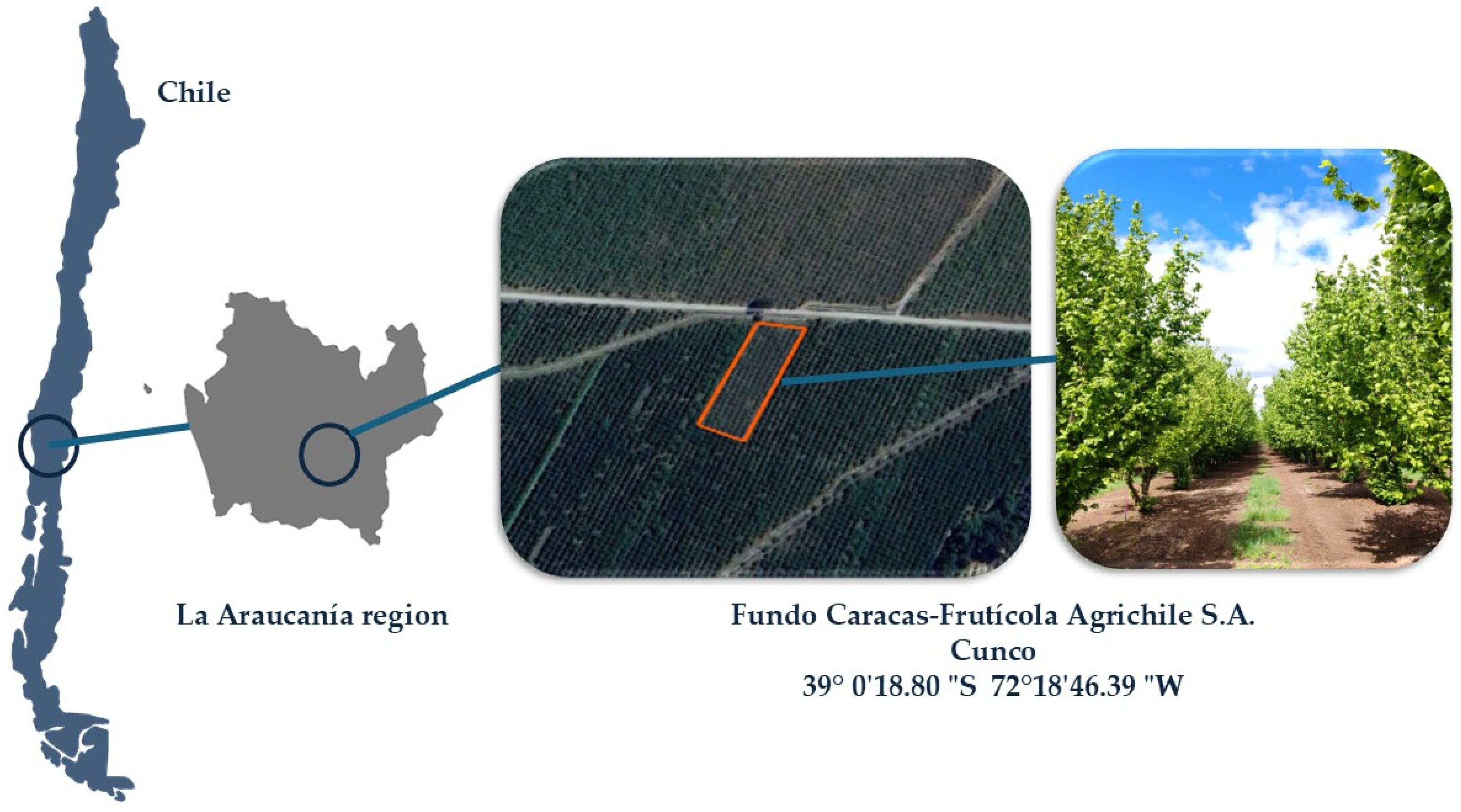 Agronomy 15 01156 g001