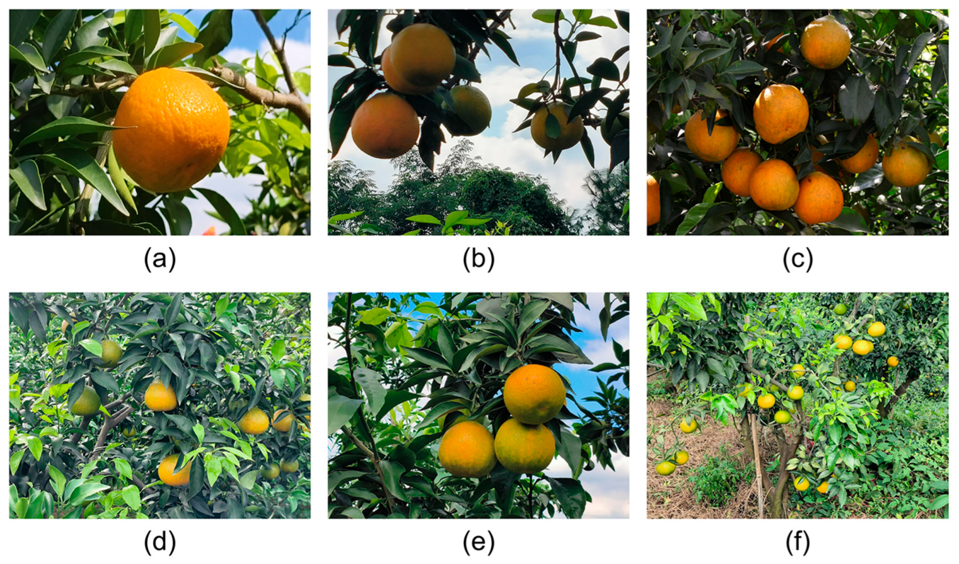 Agronomy 15 01173 g001