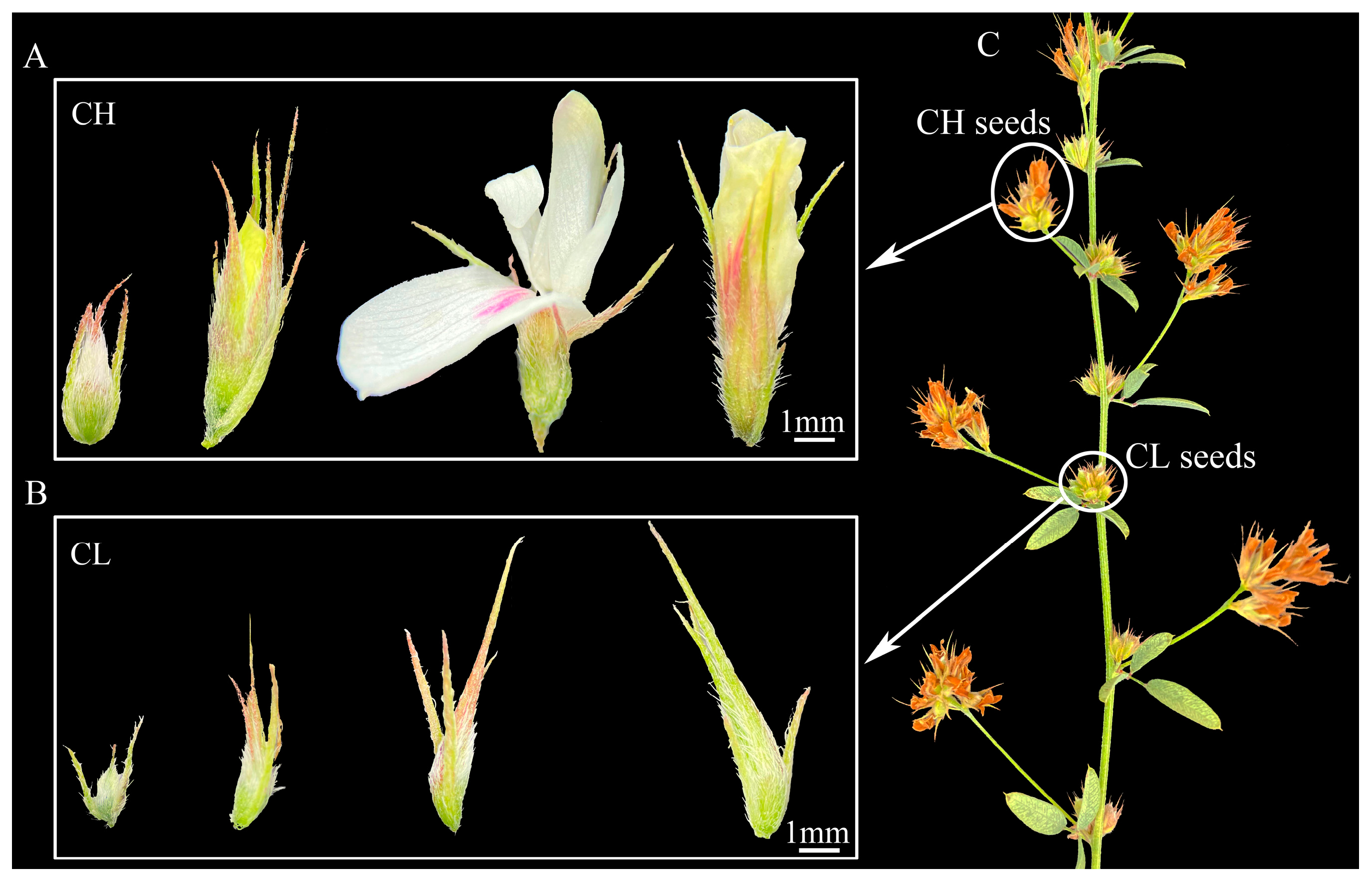 Agronomy 15 01175 g001