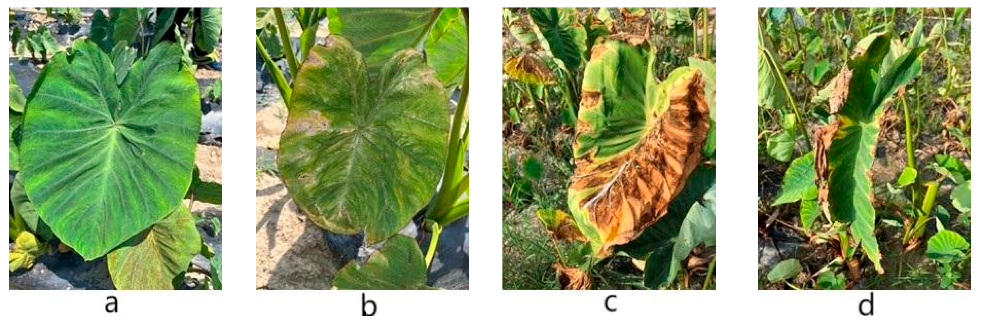 Agronomy 15 01189 g002