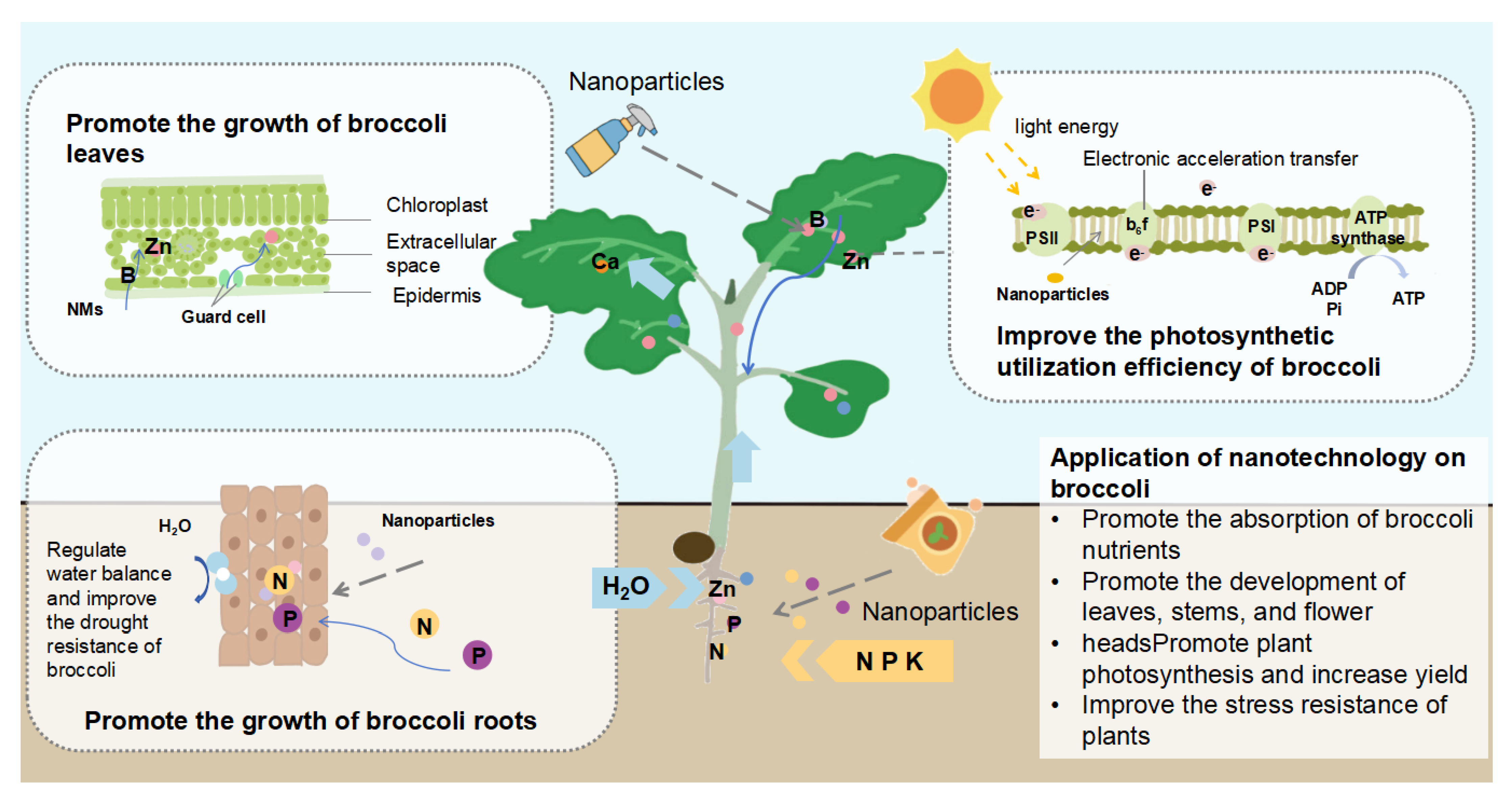 Agronomy 15 01193 g003