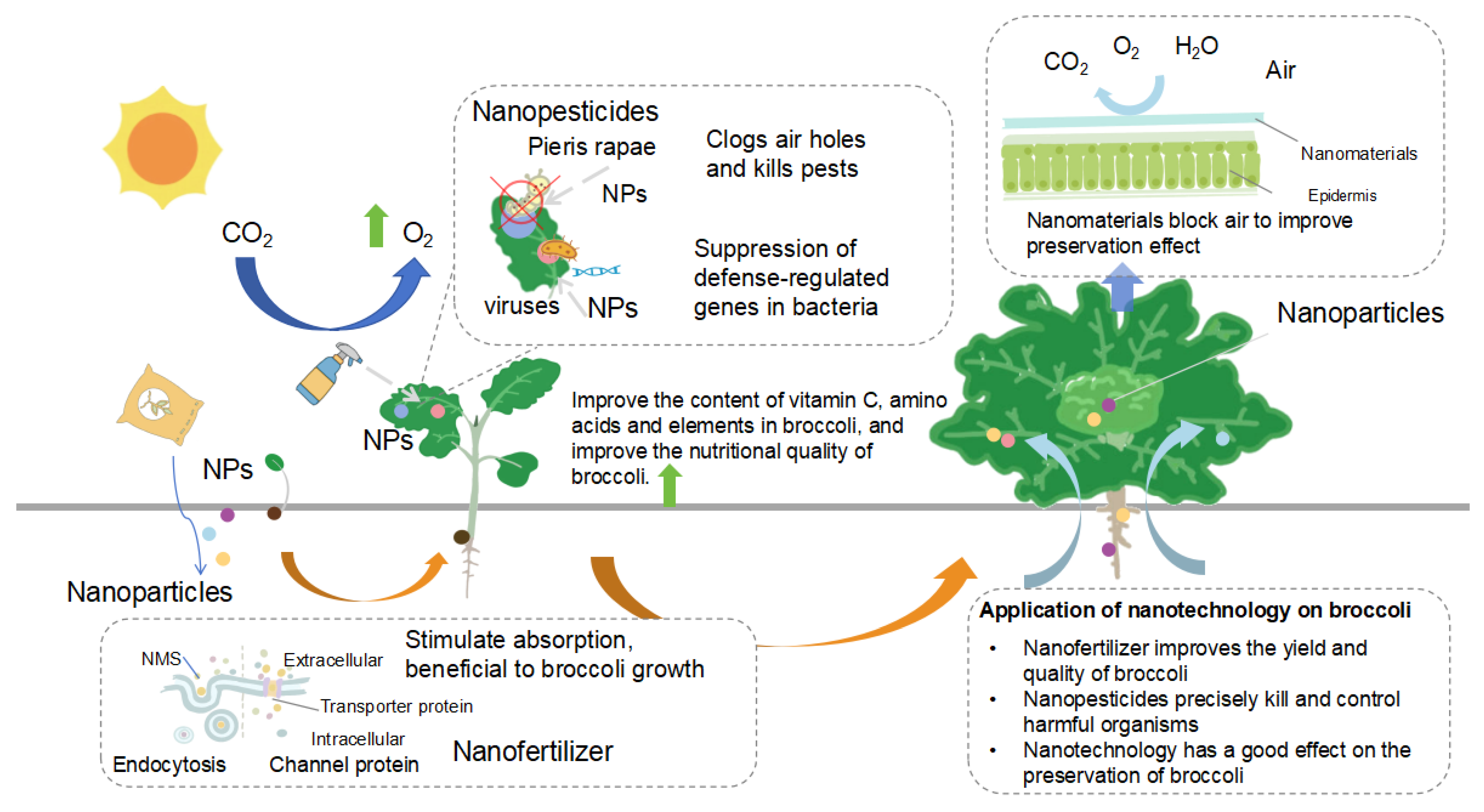 Agronomy 15 01193 g004