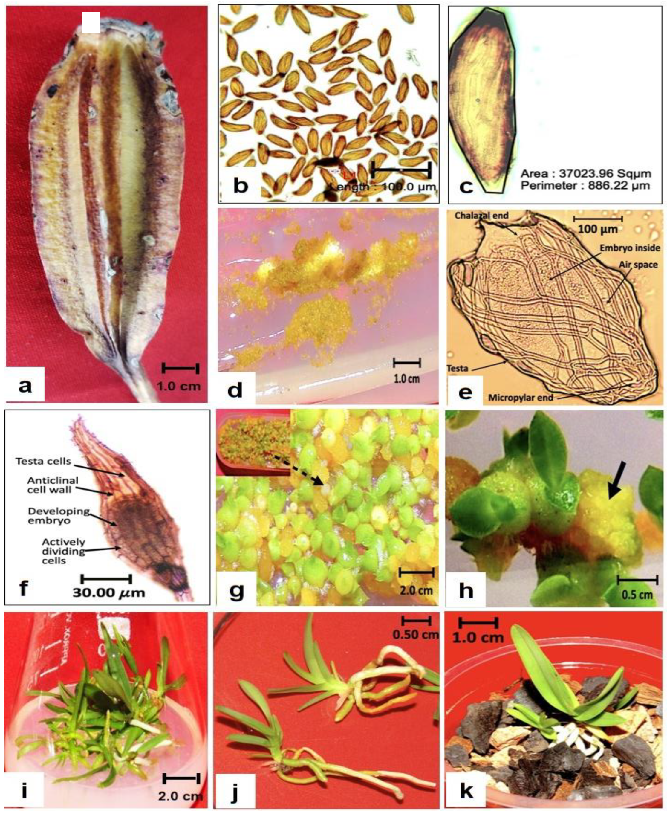 Agronomy 15 01195 g001 Agronomy 15 01195 g001