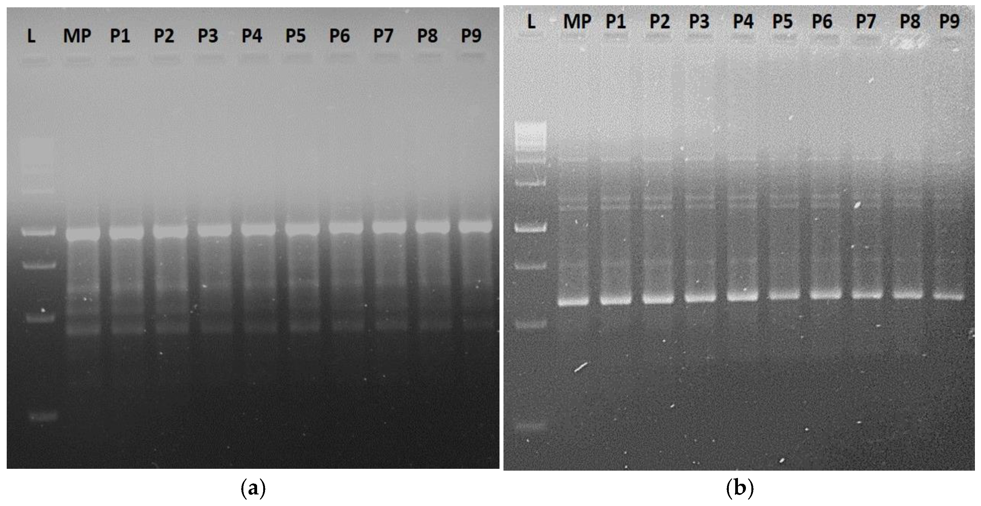 Agronomy 15 01195 g008 Agronomy 15 01195 g008