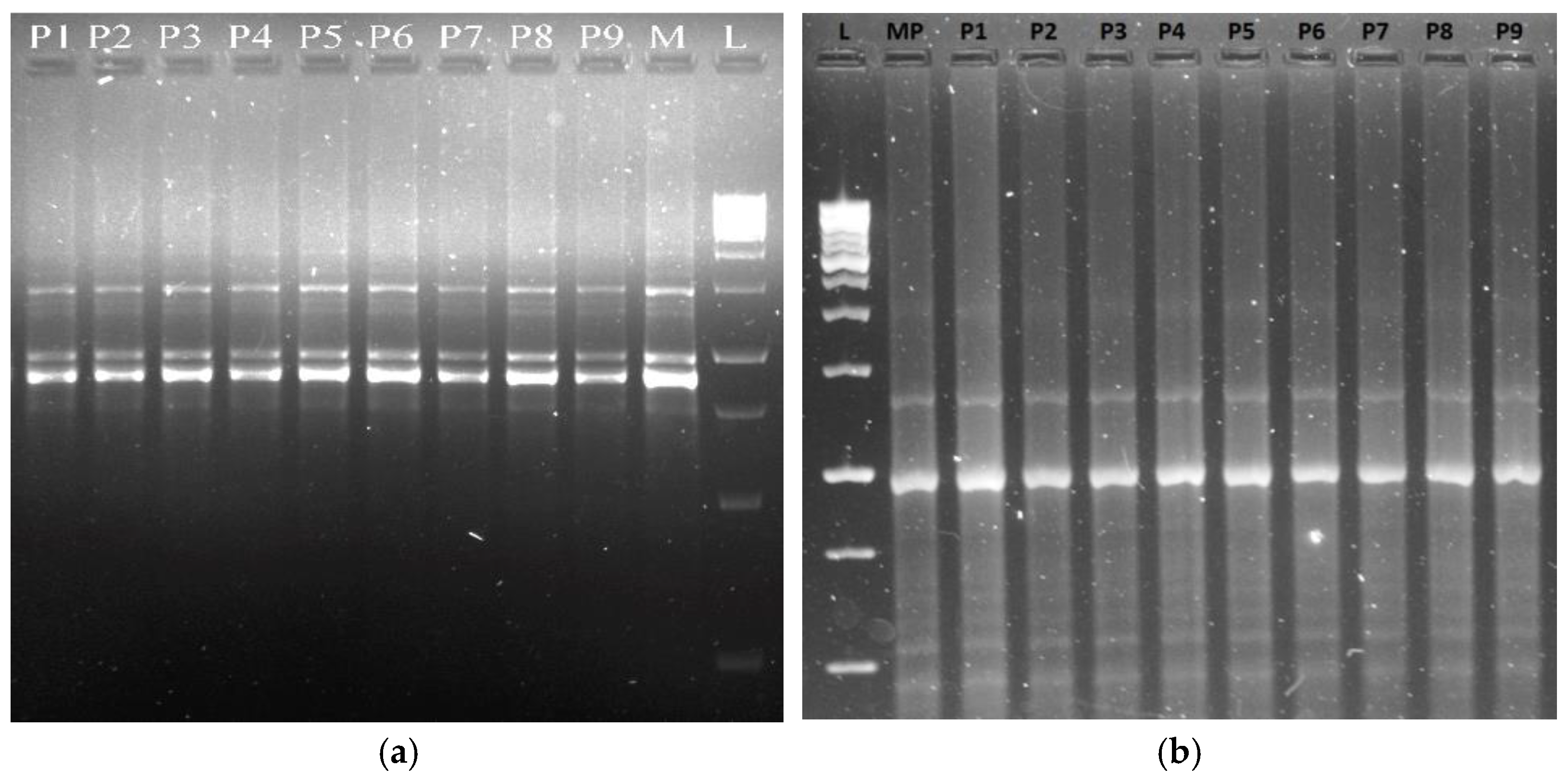 Agronomy 15 01195 g009 Agronomy 15 01195 g009