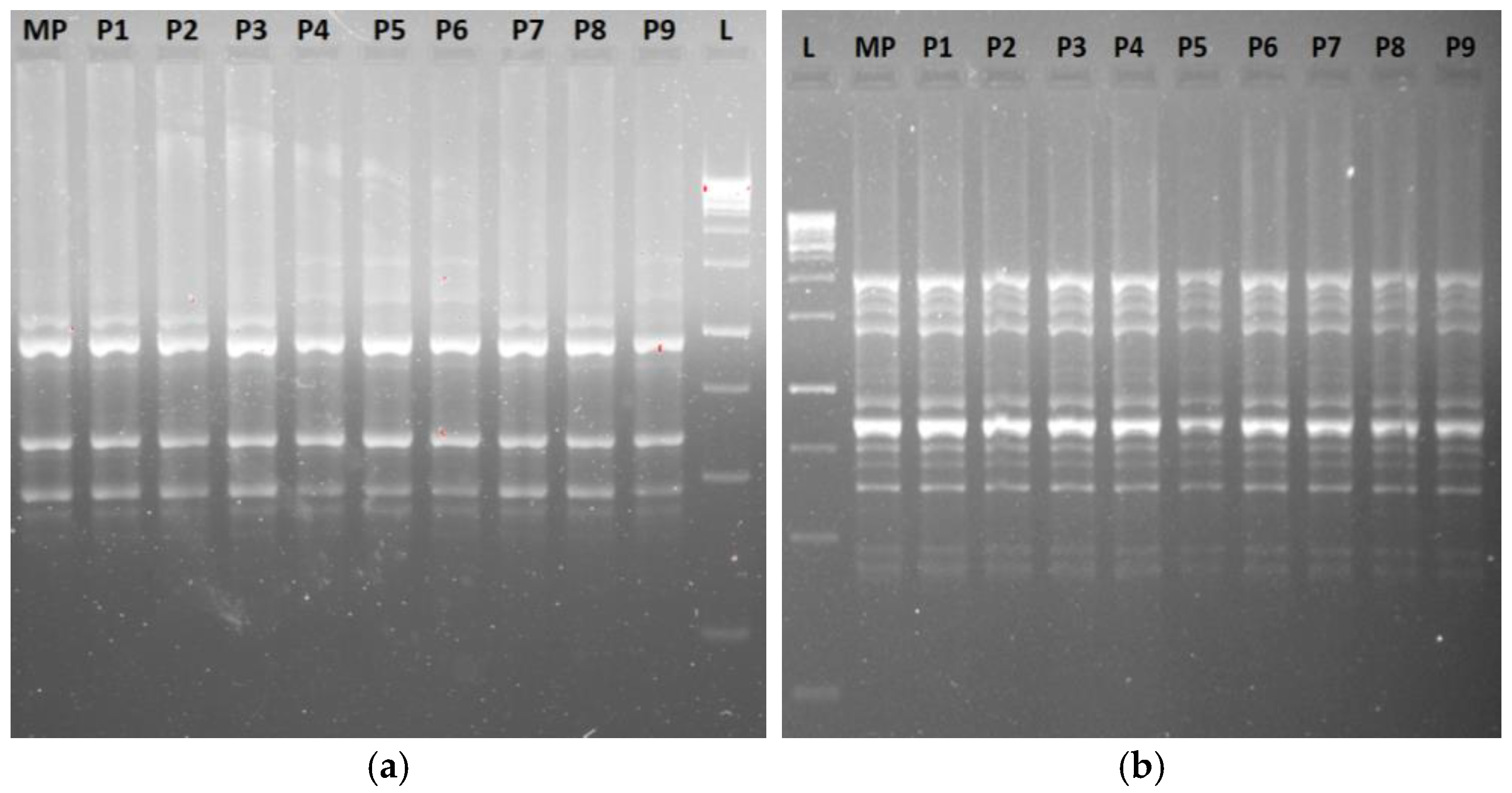 Agronomy 15 01195 g010 Agronomy 15 01195 g010