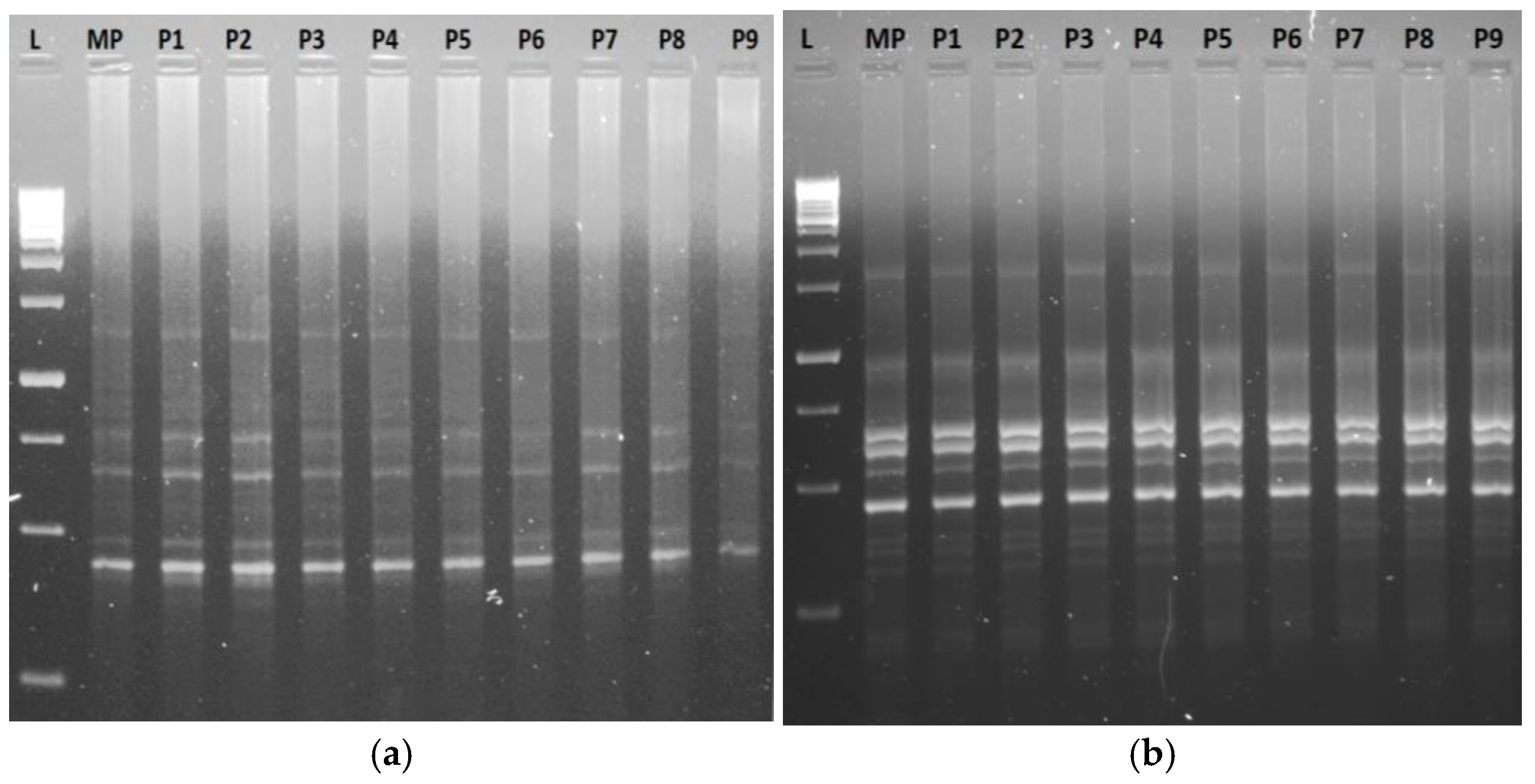 Agronomy 15 01195 g011 Agronomy 15 01195 g011