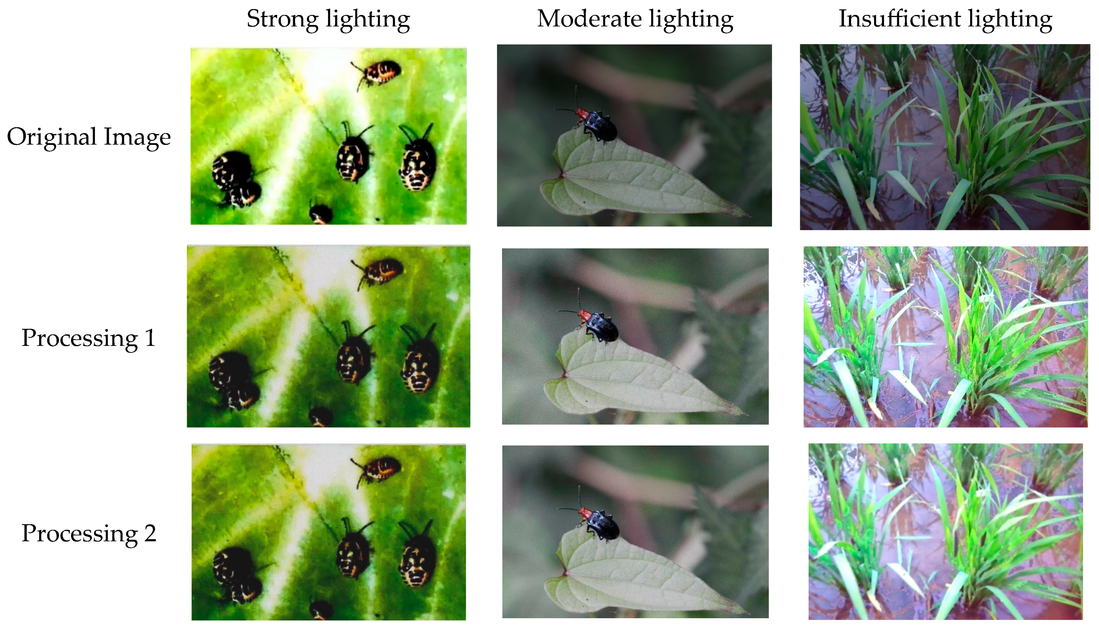 Agronomy 15 01214 g005